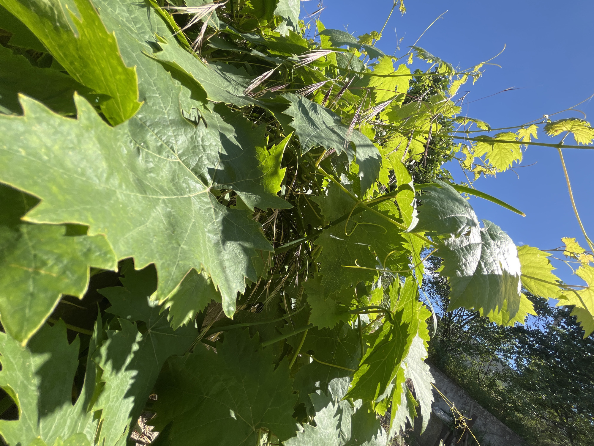 An upward angled shot captures the dense, bright green foliage of a grapevine against a clear, vibrant blue sky. The leaves are broad and deeply lobed, with serrated edges, and some exhibit a slight yellowing or translucence due to the sunlight filtering through them. Thin, wispy tendrils and stems intertwine within the leaves, and a few dry, straw-colored grass blades are visible amongst the greenery. The sun casts sharp shadows on the leaves, highlighting their texture and veins. In the background, darker green trees are visible beyond a low, weathered stone wall or embankment, suggesting an outdoor setting. The image composition focuses on the close-up details of the grapevine, emphasizing its lushness and vitality. The location is identified as the city of Dnipro, Ukraine. No people are present in the image.