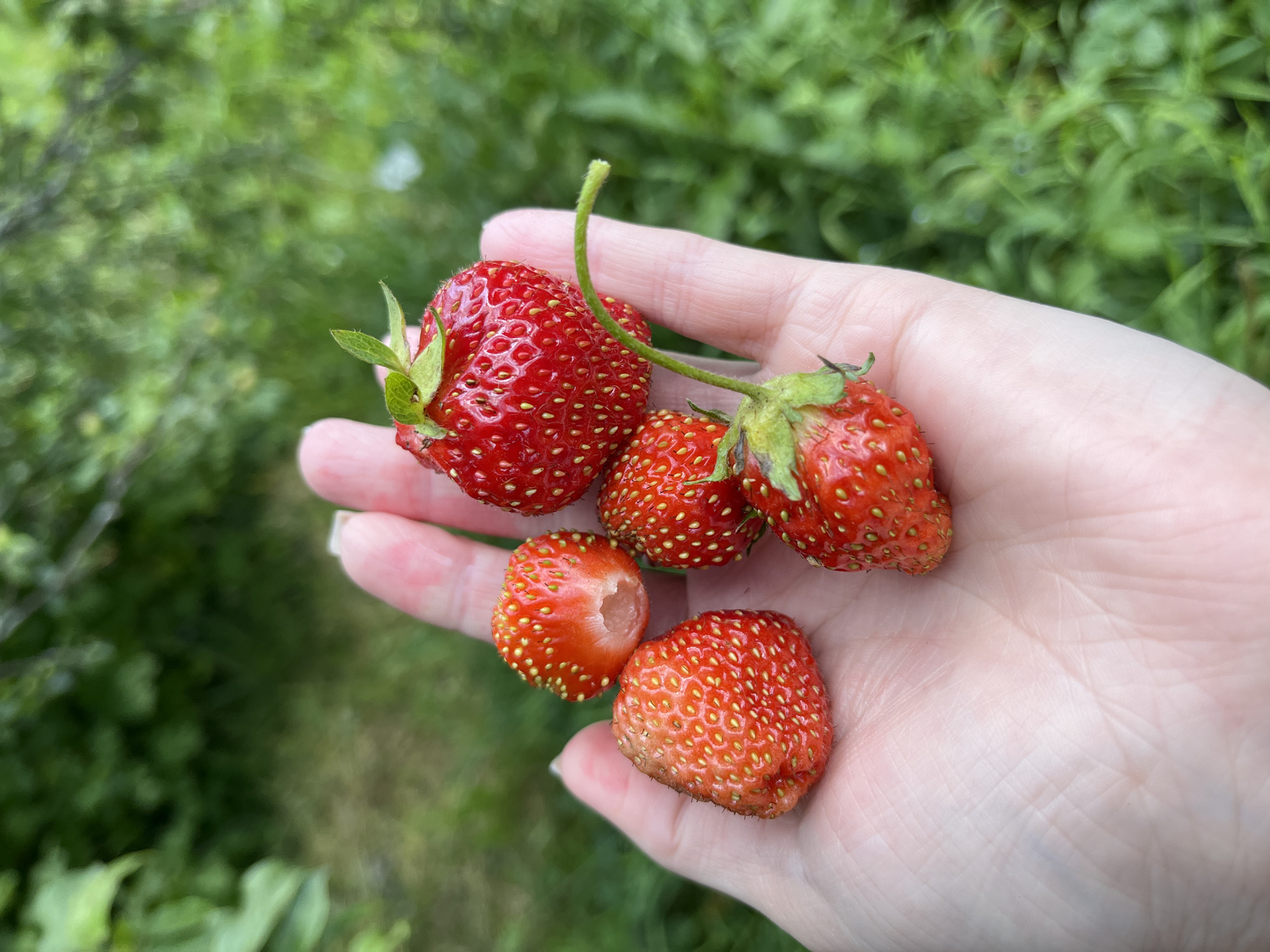A hand is holding a cluster of five ripe strawberries, against a blurred background of green foliage. The strawberries are bright red with visible seeds and green stems. One strawberry at the top of the hand is larger and appears to have been bitten into. The hand itself is lightly colored with visible lines and a light pink hue. The background suggests an outdoor, natural setting, possibly a garden or park. The image does not provide any specific details about the location in the city of Igra, Russia.