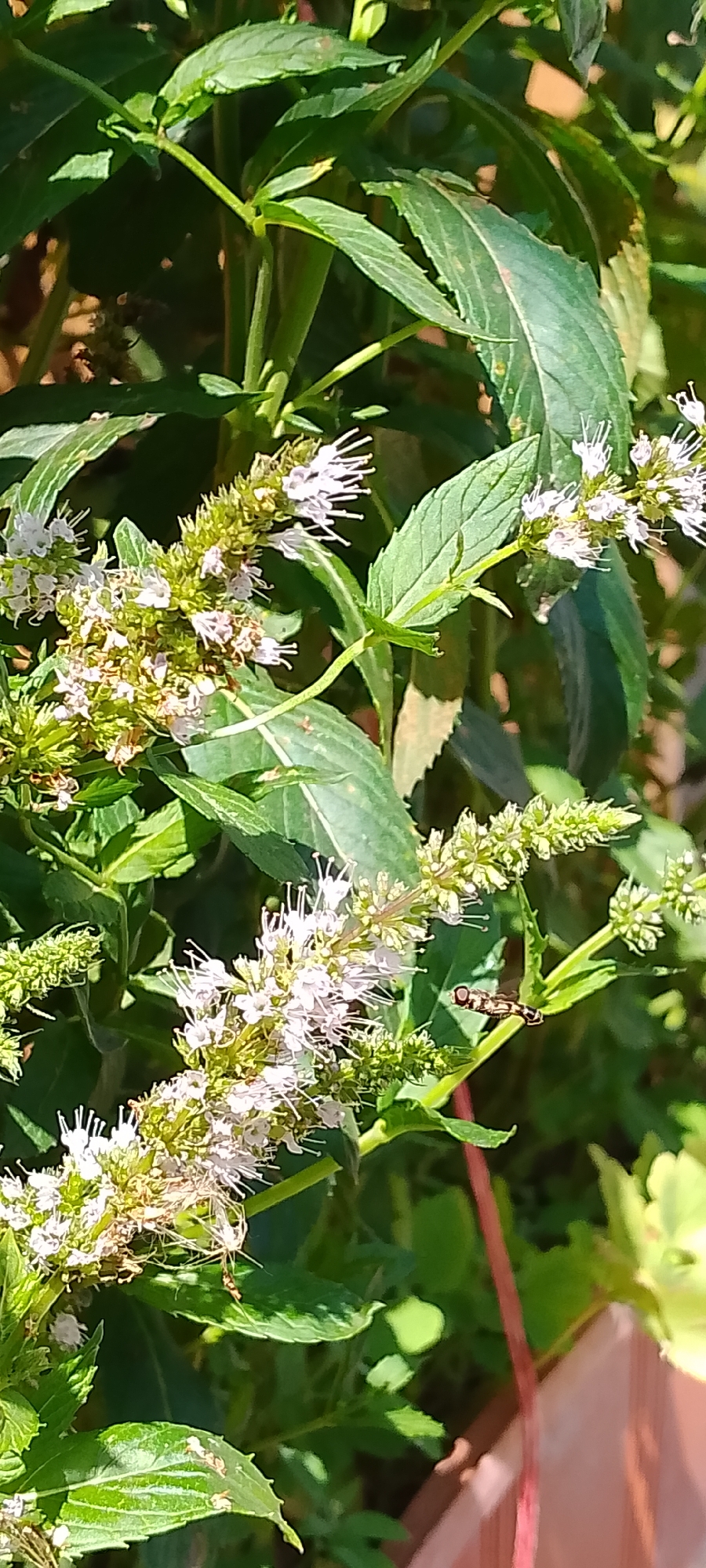 This is a close-up photograph taken outdoors, likely in a garden or park setting in Belgorod, Russia. The focus is on several flowering plants with delicate white blossoms. The plants have long, green leaves and appear to be in bloom, with some of the flowers showing their stamens prominently. In the mid-ground, a small insect, possibly a hoverfly, is perched on a green stem. The background is a blur of green foliage and some indistinct brown elements, suggesting a natural environment. The lighting indicates a sunny day, casting shadows and highlighting the details of the plants and the insect.