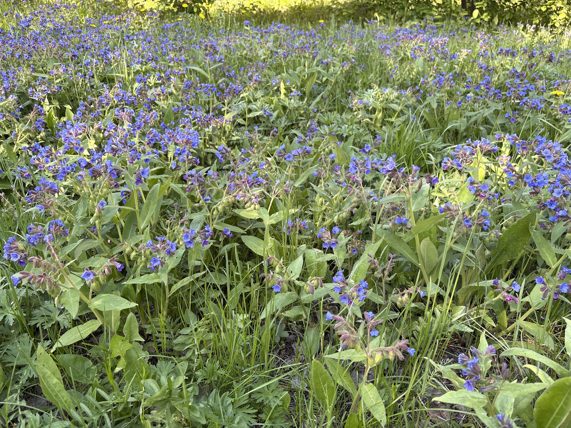 A field of blue flowers and green grass dominates the scene. The location is Unknown, Unknown. The flowers are small, five-petaled, and closely clustered on their stems. Patches of sunlight filter through the canopy above, dappling the ground. Some yellow dandelions are mixed in as well.
