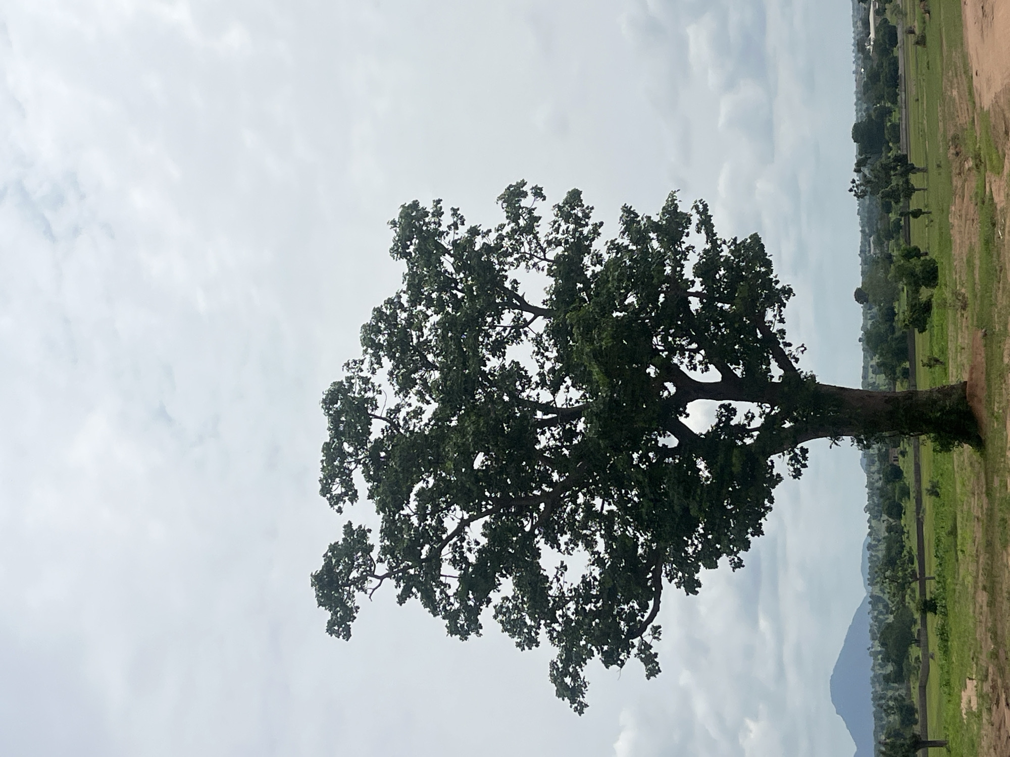 This media file captures a wide shot of a large, leafy tree dominating the foreground, its branches reaching upwards against a cloudy sky. The tree is full and green, suggesting it is either spring or summer. To the right of the tree, the landscape unfolds with a vast, open field of green grass, bordered by a dirt path. Further in the distance, a line of trees and vegetation stretches across the horizon, with some buildings visible amidst them. A mountain range can be seen in the far distance, softened by the haze. The overall impression is of a rural, natural setting. The lighting suggests it is daytime, likely late afternoon or early morning, given the soft, diffused light from the overcast sky. There is no visible text in the image. The scene is peaceful and serene, with no active events or human presence evident. The location context provided is Jauro Yinu, Nigeria.