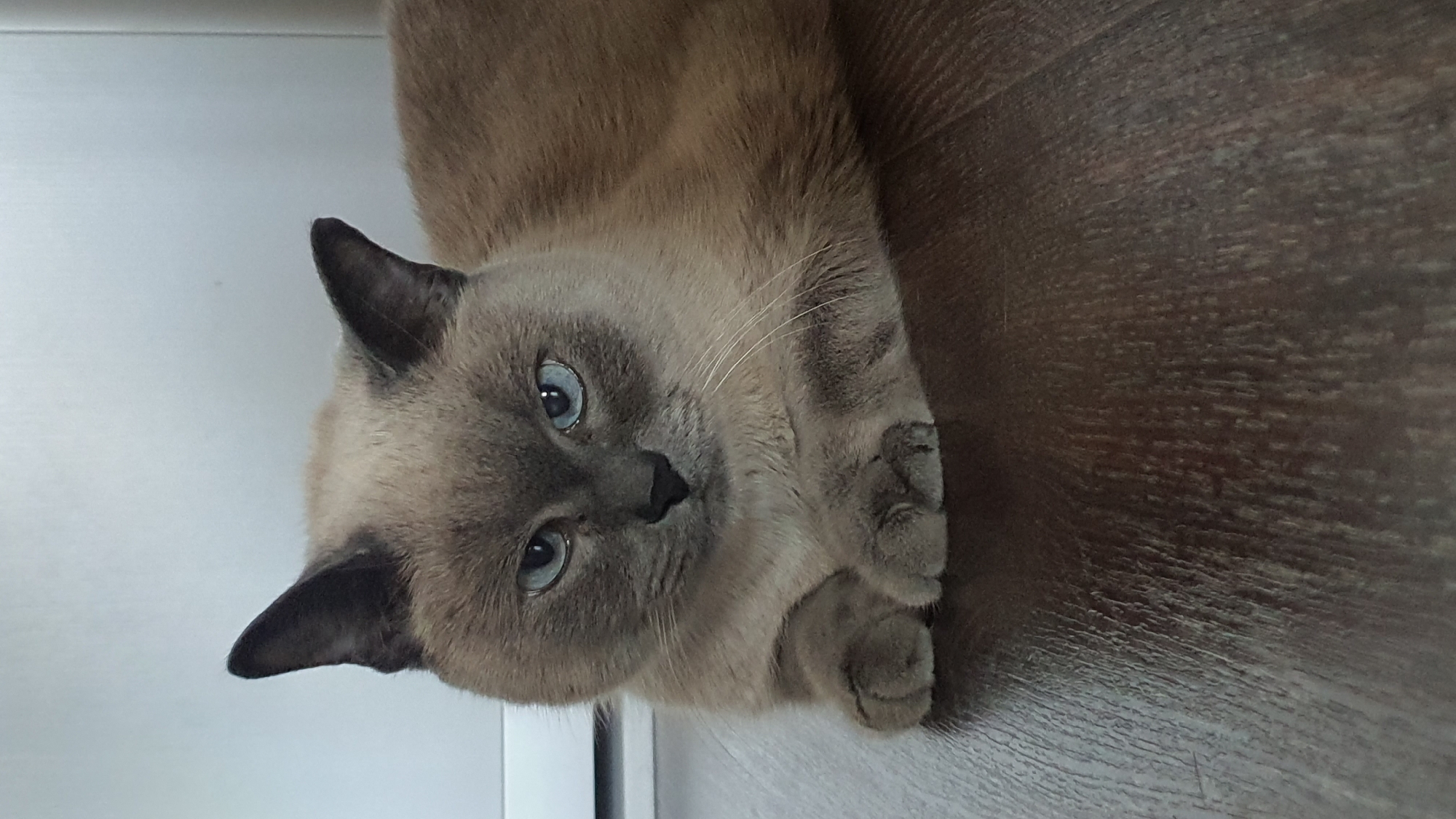 A medium shot shows a Siamese cat with blue eyes lying on a dark wooden floor. The cat's fur is light brown with darker brown points on its ears and face. Its paws are crossed in front of its chest. The background is a plain white wall. The image was taken indoors, in Krasnoyarsk, Russia.
