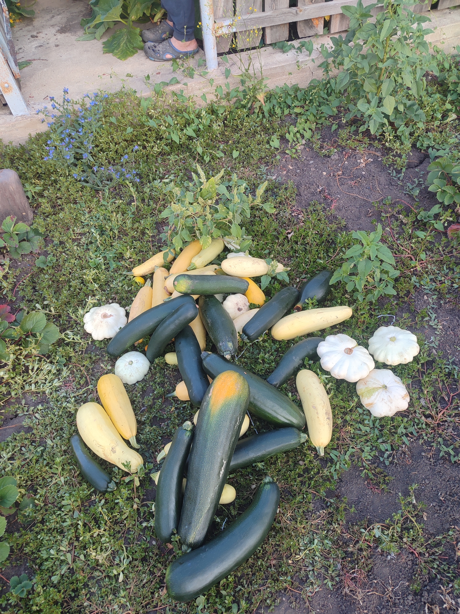 A pile of fresh squash, both yellow and dark green, alongside white pattypan squash, rests on a patch of ground covered in grass and dirt. The vegetables appear to be recently harvested and are scattered loosely. In the background, part of a wooden fence and some green foliage are visible. The scene is outdoors, likely in a garden or yard.