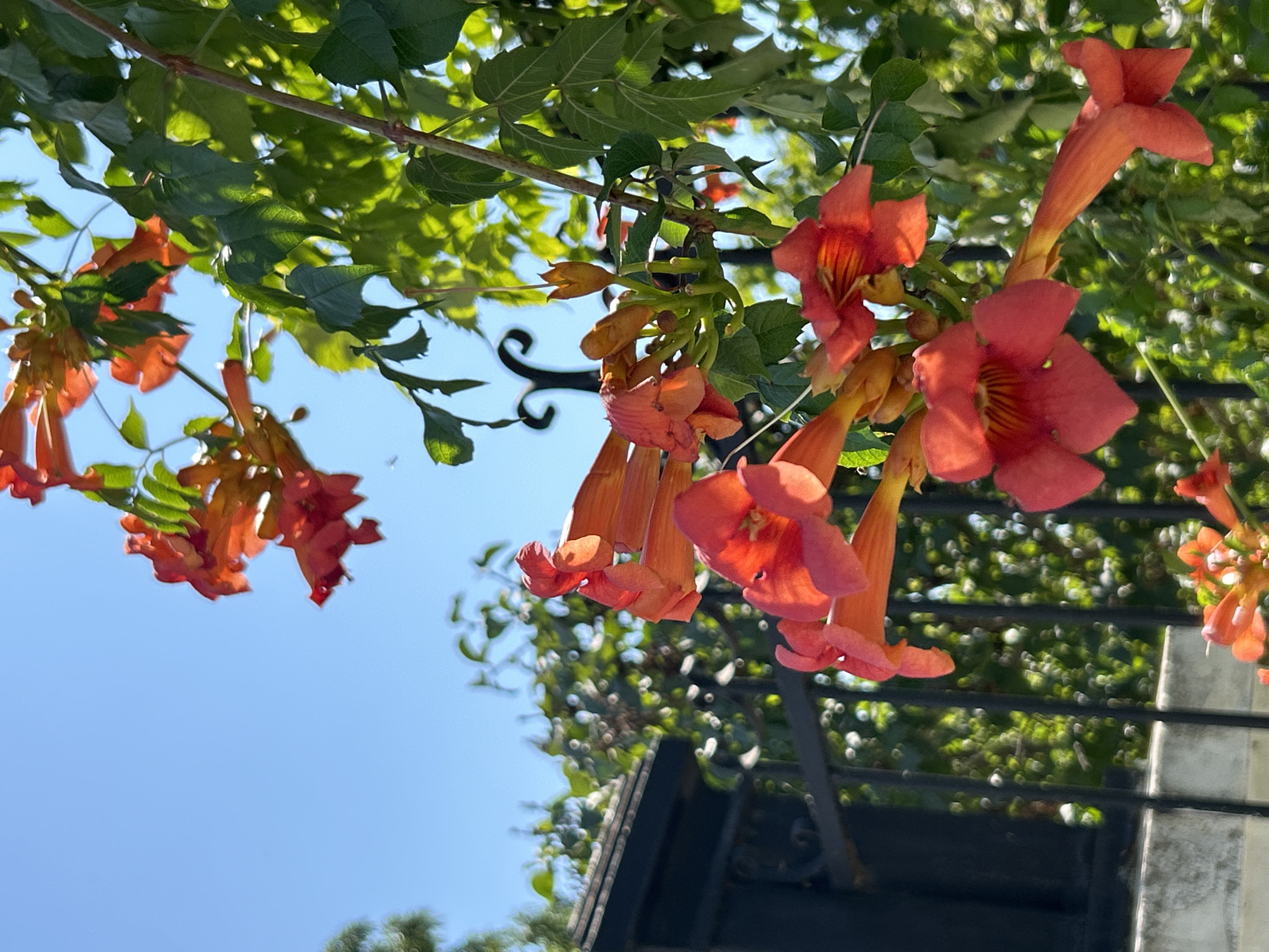A close-up, low-angle shot captures a vibrant cluster of trumpet-shaped, orange-red flowers in bloom, cascading down from a vine. The blossoms are detailed, with visible stamens and petal textures, some still in bud form. Lush green leaves surround the flowers, interspersed with sunlight that creates bright highlights. In the background, a black wrought-iron fence is visible, topped with a section of a dark, possibly stucco or concrete wall. Beyond the fence, the background is a blur of more green foliage and clear blue sky. The scene appears to be outdoors, likely in a garden or courtyard setting within the city of Tiraspol, Moldova, under bright daylight conditions. No people or animals are present in the frame.