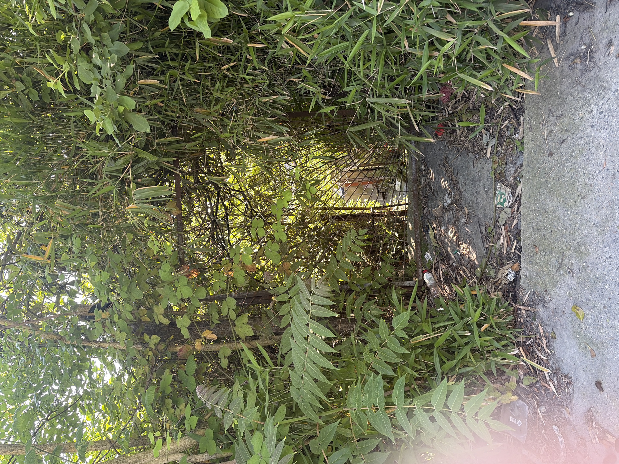 The image displays a dense, overgrown area dominated by various types of green foliage, likely bordering a paved surface in Sochi, Russia. The vegetation is thick and untamed, suggesting a wild or unkempt garden, roadside, or property line.
Prominently featured are plants resembling bamboo, with their characteristic long, narrow, bright green leaves forming a dense canopy across the upper and central parts of the frame. Interspersed with these are other plants, including some with broader, ovate leaves clustered together, and a distinctive plant with large, pinnately compound leaves. Sunlight filters through the dense foliage, creating dappled light and shadows, indicating a bright daytime scene.
A metal fence, possibly chain-link or wire, is partially visible through the vegetation, especially towards the center and right side of the image, suggesting it acts as a boundary or enclosure. Along the right edge and bottom of the frame, a concrete or paved surface is visible, implying a sidewalk or path. This ground area is scattered with various forms of debris, such as plastic bottles, wrappers, and fallen leaves, indicating human presence and a lack of recent maintenance. No specific activity is taking place, and no discernible text is visible.