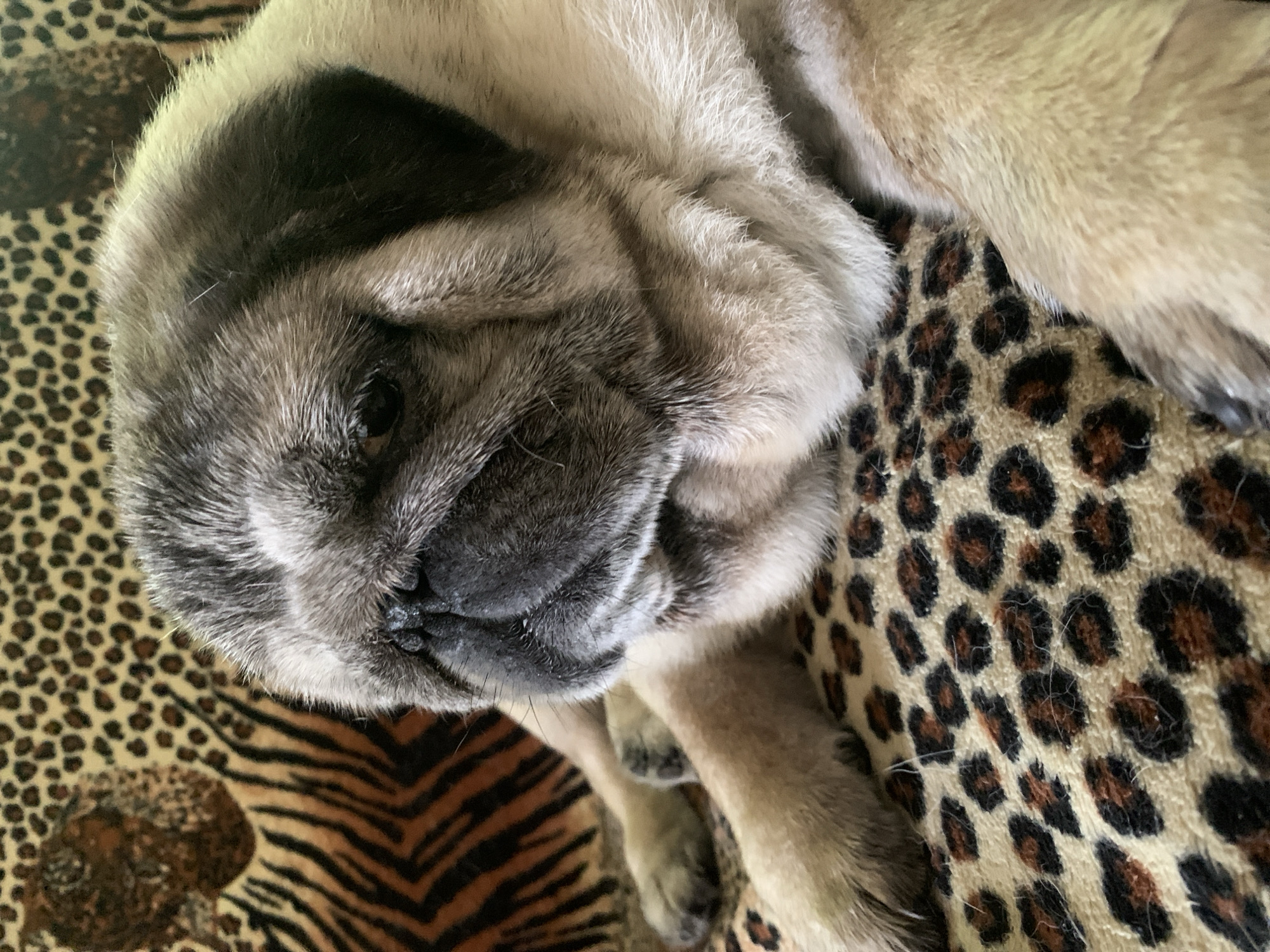 A pug dog is lying on a leopard print blanket. The dog is fawn colored with black markings on its face and ears. Its eyes are dark brown. The dog's head is tilted to the left, and it appears to be looking down. The background is a blurred pattern of tiger stripes. There is no information available about the location in the city of Sergeevo, Russia.