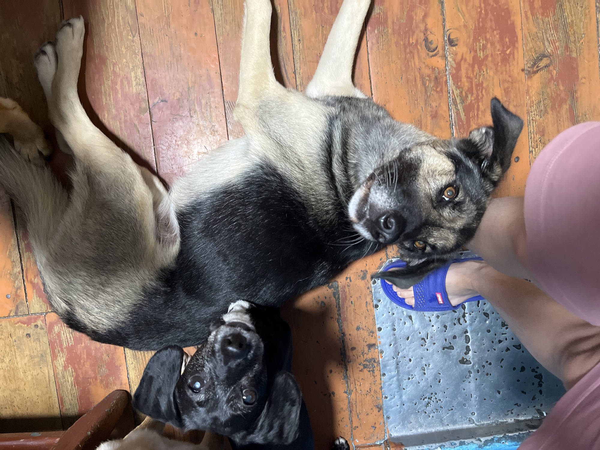 In Nizhny Tagil, Russia, two dogs lie on a wooden floor. One dog is black with white markings and is lying on its side, looking upwards. The other, larger dog is a mix of black, tan, and gray fur and is lying on its back, with its head resting near the black dog's face. A human foot wearing a blue sandal is visible in the lower left quadrant of the image, next to the black dog. The wooden floor is made of planks with an orange-tinted finish. The overall scene suggests a domestic environment, possibly a living room or hallway.