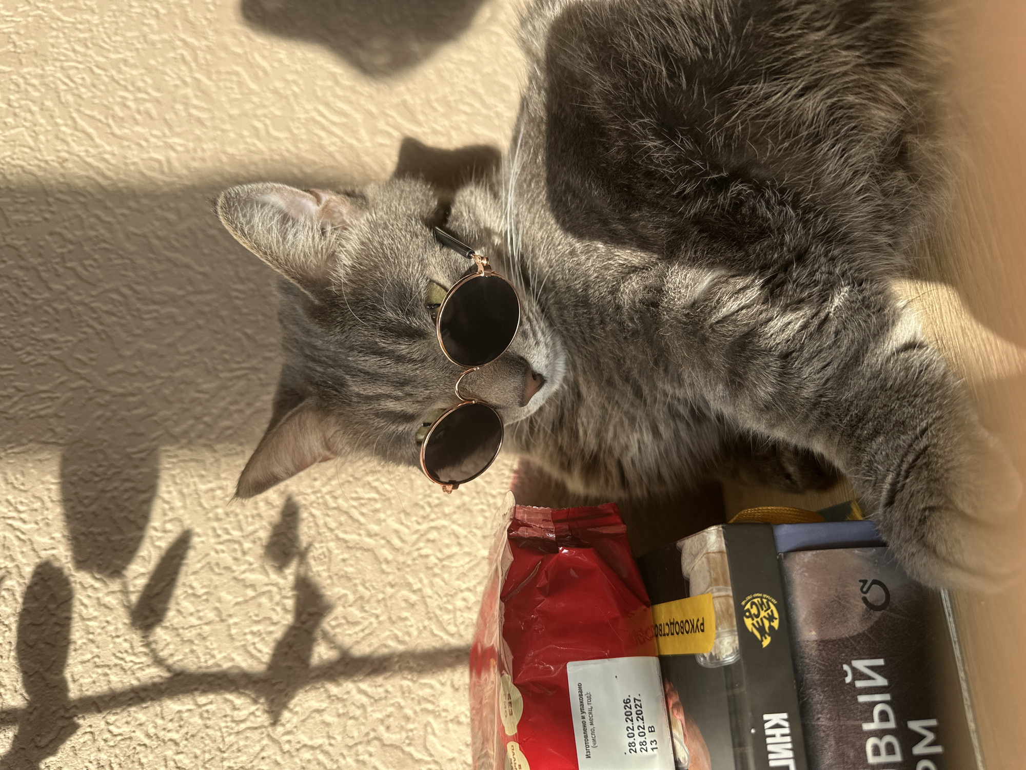 A gray cat wearing round, tinted sunglasses lies on its side on what appears to be a light-colored, textured surface. The cat is near several objects, including a red and yellow package with Russian text and a book with Cyrillic text on the spine, spelling out "КНИЖНЫЙ ФОРМ". The date "28.02.2026" and "28.02.2027" are visible on the package. Shadows from a nearby plant fall across the surface in the upper left of the frame. No location is given.