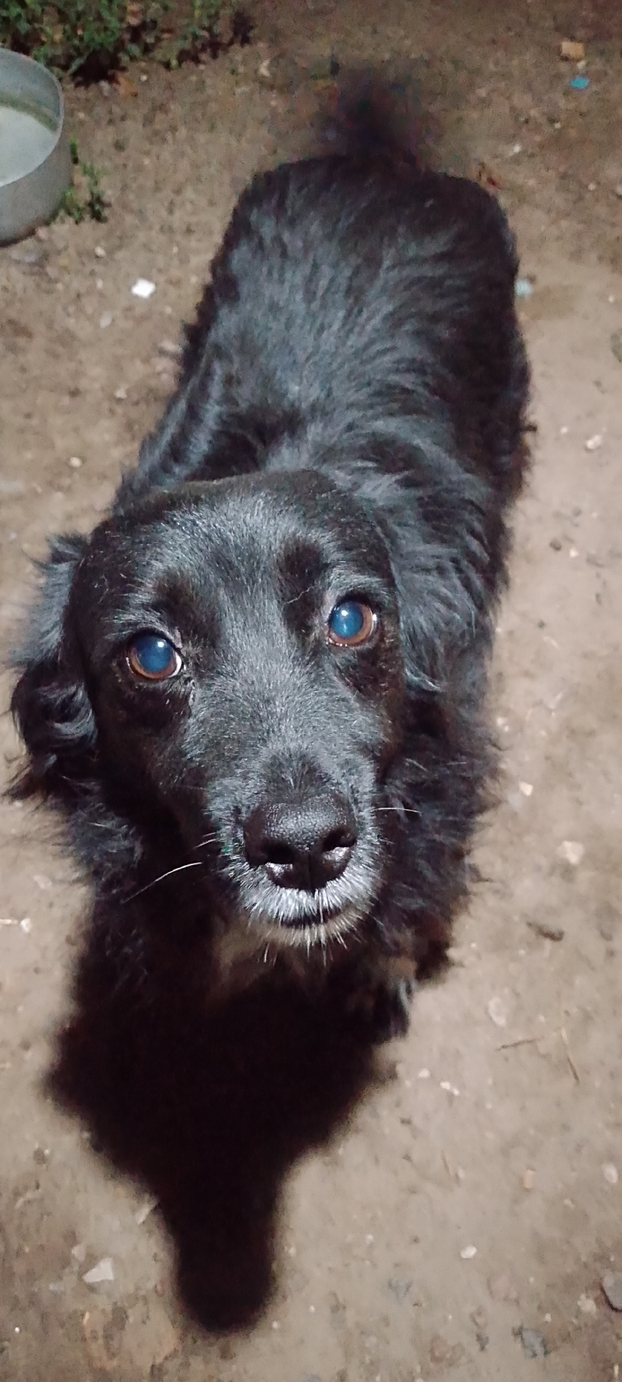 An overhead shot shows a black dog with bright blue eyes looking directly up at the camera. The dog is lying on a dirt surface with some small stones and dried leaves scattered around. To the upper left, a silver bowl with some liquid inside is partially visible. The background is blurred and appears to be an outdoor setting with some foliage. The scene is dimly lit, suggesting it may be nighttime or a dark environment. The location is identified as Belgorod, Russia.