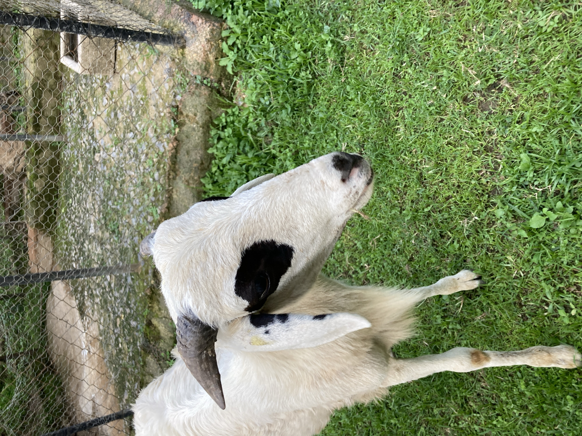 An adult sheep with white wool and black markings on its face stands in a grassy enclosure. It has one curved black horn. The sheep is facing right, with its head turned to look towards the viewer. The background shows a wire fence and some rocky terrain, with greenery visible. The scene is likely a farm or zoo in Jos, Nigeria, given the presence of livestock and the natural environment.