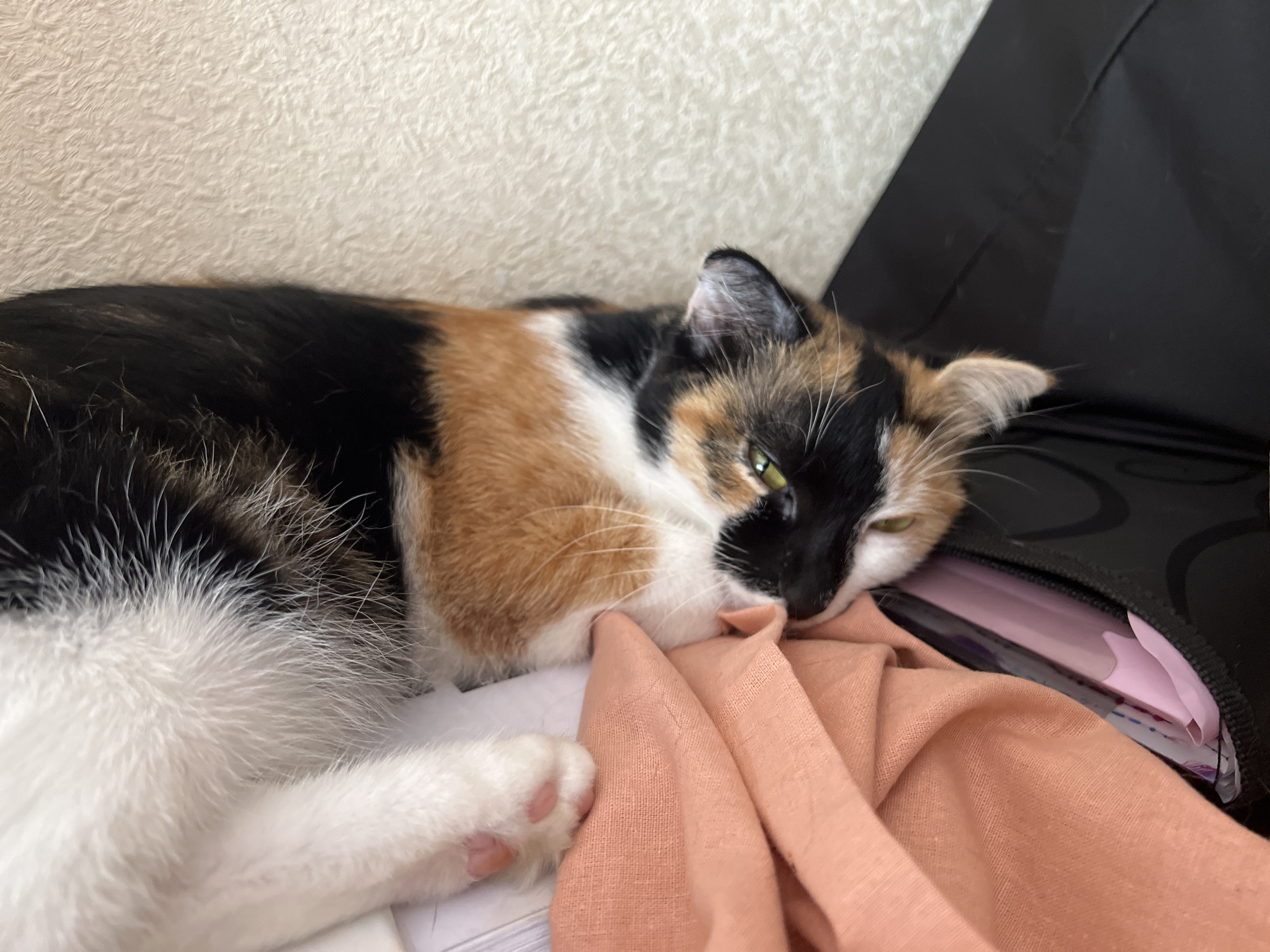 A tortoiseshell cat is lying down on a textured, off-white surface, possibly a wall or rug, with its body stretching from left to right across the frame. The cat's fur exhibits a mosaic of black, orange, and white patches. Its head is turned towards the right, with one green eye visible and partially obscured by fur. The cat rests its head on a piece of peach-colored fabric, which is draped over some papers and a partially opened black bag with a pink item inside. The background consists of the textured off-white surface and the black bag. There are no people or signs of the city of Kizilyurt, Russia.