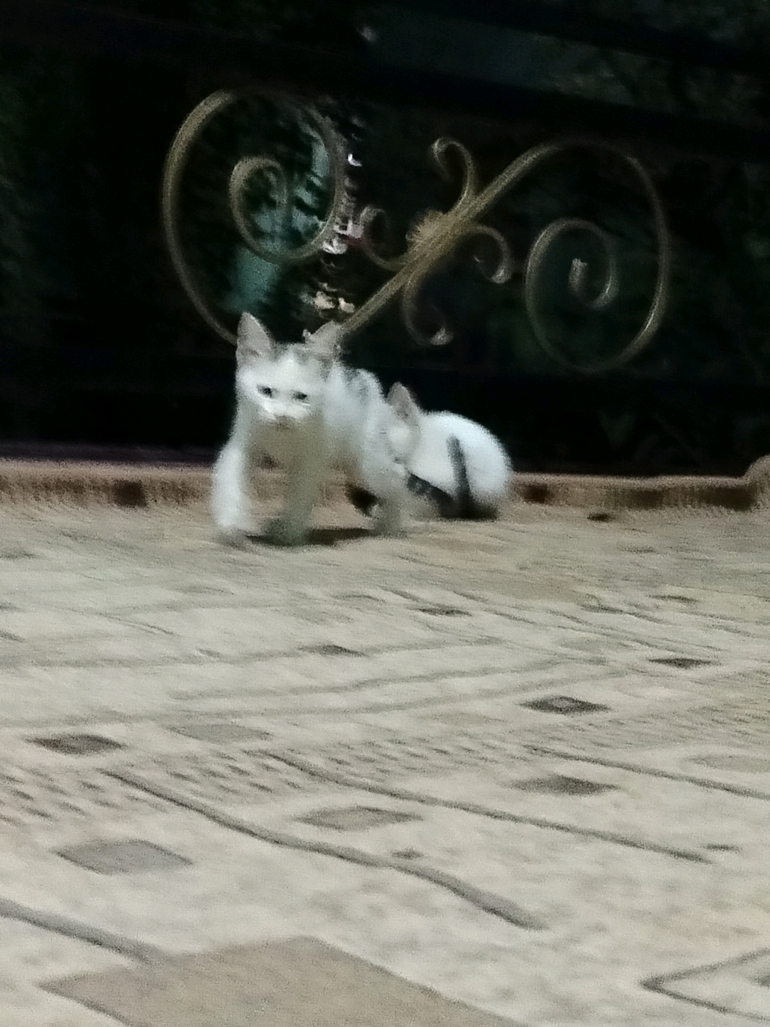 The image depicts a low-angle shot of two white kittens on a patterned floor. The kitten in the foreground is facing the camera, with its ears perked and eyes open. The second kitten is slightly behind and to the right, with its body mostly obscured. The background is dark and out of focus, with a hint of decorative metalwork suggesting a fence or railing. The floor has a repeating pattern of light and dark squares. The scene appears to be outdoors in an urban environment, possibly a courtyard or patio in the city of Көлкент, Kazakhstan, given the context. The lighting is dim, and the image quality is somewhat blurry.