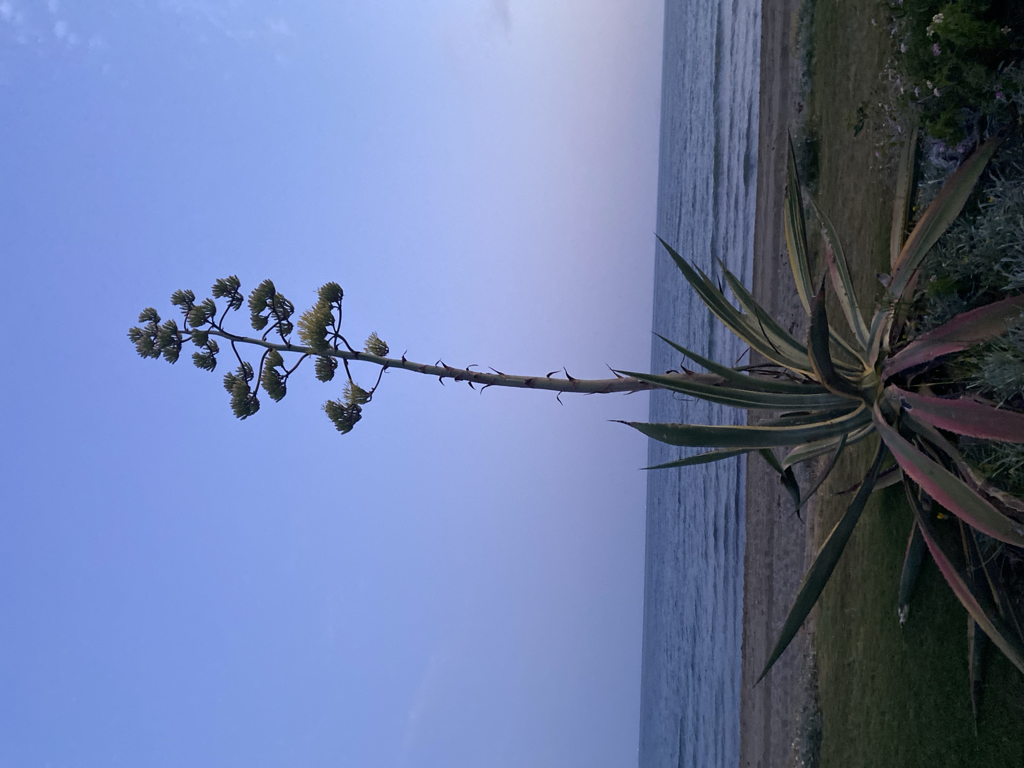 A mature agave plant with a tall, blooming stalk stands in the foreground, its broad, spiky leaves fanned out. The plant is situated on a grassy area adjacent to a sandy beach. The sea stretches out to the horizon under a clear, pale blue sky. The image appears to have been taken during twilight, as the light is soft and the sky has a gradient of blue hues. The scene is likely located along the coast of Estepona, Spain, given the characteristic vegetation and the sea. There are no people or animals visible in the frame.