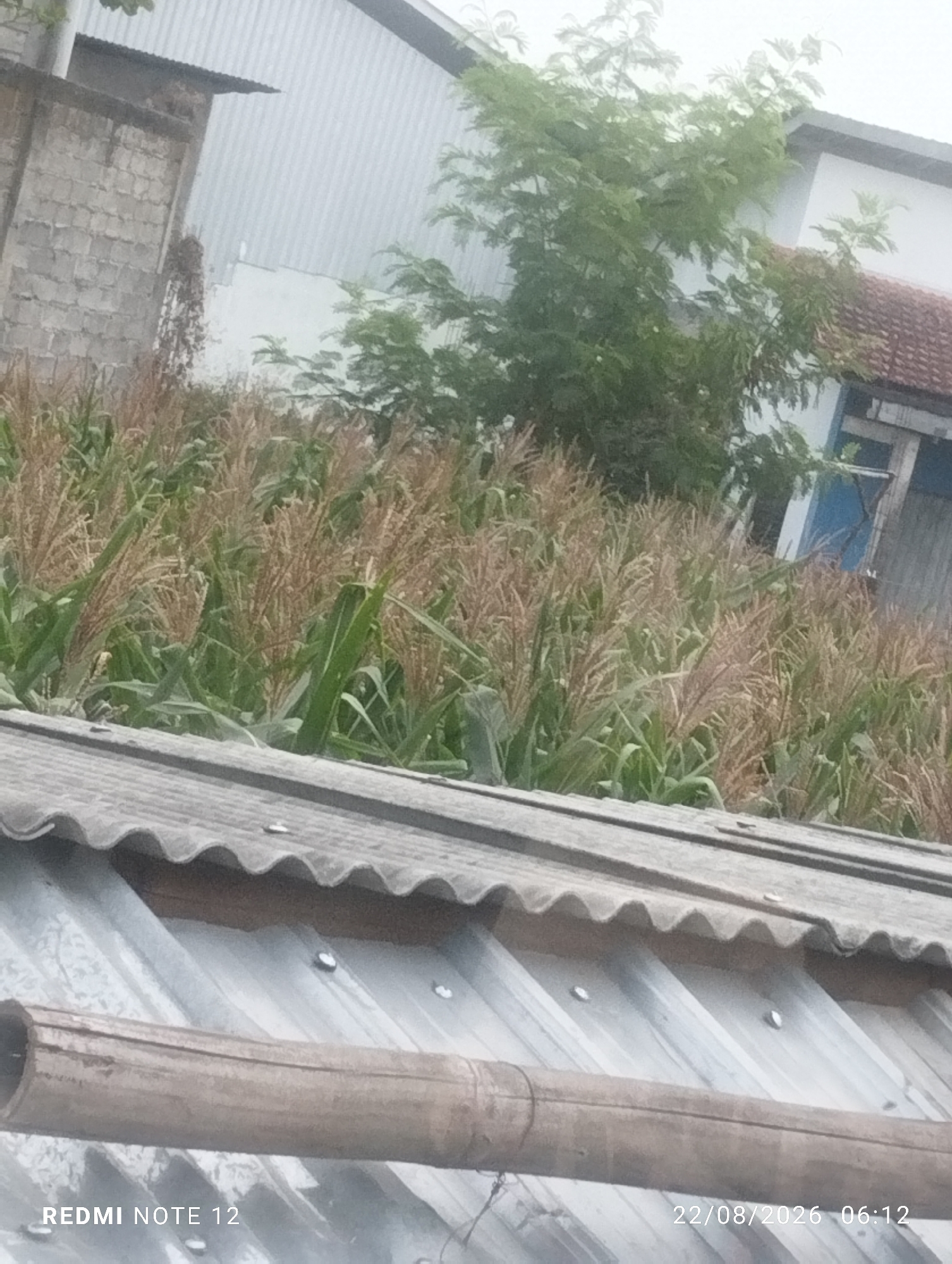 The image captures a cloudy outdoor scene likely in Dipan, Indonesia, with a field of corn in the mid-ground. The corn stalks appear tall and mature, with some dried tassels visible. Behind the corn, a building with a corrugated metal roof and a section of brick wall is present. Trees with green foliage are growing near the building. In the foreground, a section of a corrugated roof is visible, and a cylindrical bamboo object runs horizontally across it. The bottom left corner of the image displays "REDMI NOTE 12", and the bottom right corner shows a date and time stamp: "22/08/2026 06:12". No people are present in the image.