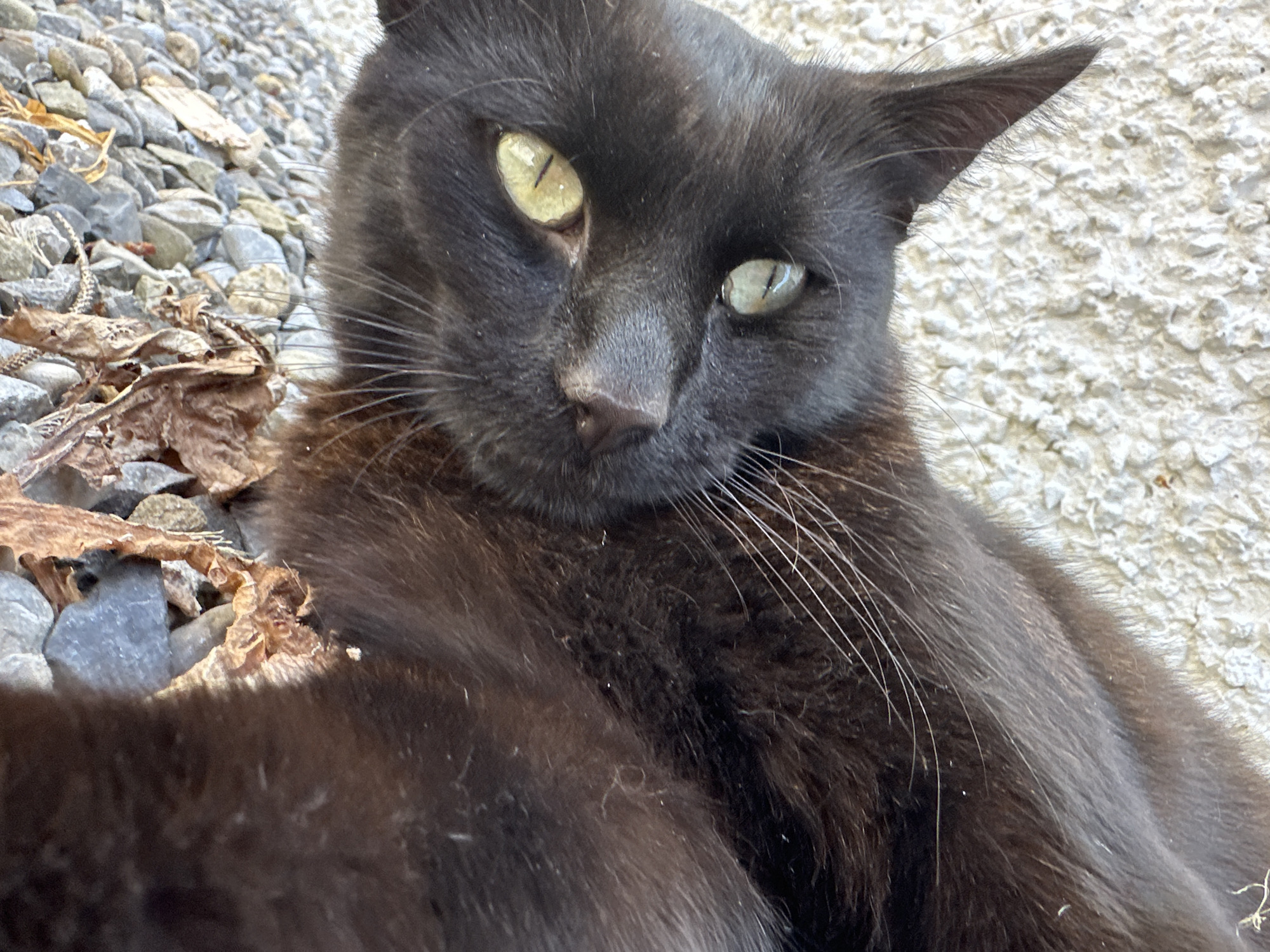 A close-up, overhead shot shows a black cat lying on a textured, light-colored surface, possibly concrete, with a scattering of small grey rocks and dried brown leaves in the background. The cat's fur is dark, appearing black, with some reddish-brown undertones visible in the light. Its eyes are a striking yellow-green, and its ears are pointed. The cat's face is the primary focus, with its whiskers fanned out. The environment suggests an outdoor setting, possibly a garden or patio area. There is no indication of Moortown, Ireland, or any specific location.