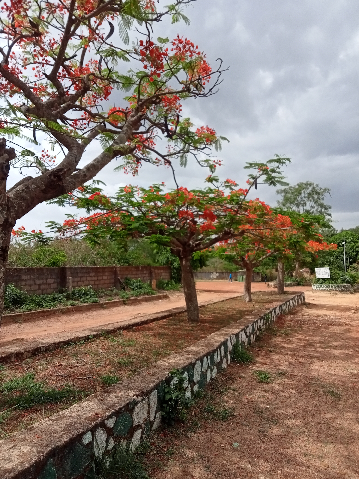The image shows a landscape in Jos, Nigeria, with a row of Royal Poinciana trees in bloom, characterized by vibrant red flowers and green foliage. The trees are planted along a raised stone retaining wall that separates the edge of the lawn from a dirt track. A larger, mature Poinciana tree is on the left side of the image.
In the background, there is a brick wall and additional trees and greenery. A cloudy sky fills the upper portion of the image. A person in blue clothing can be seen walking in the distance between the trees. A white sign is on the right side of the image. The ground surface is mostly dirt with patches of grass.