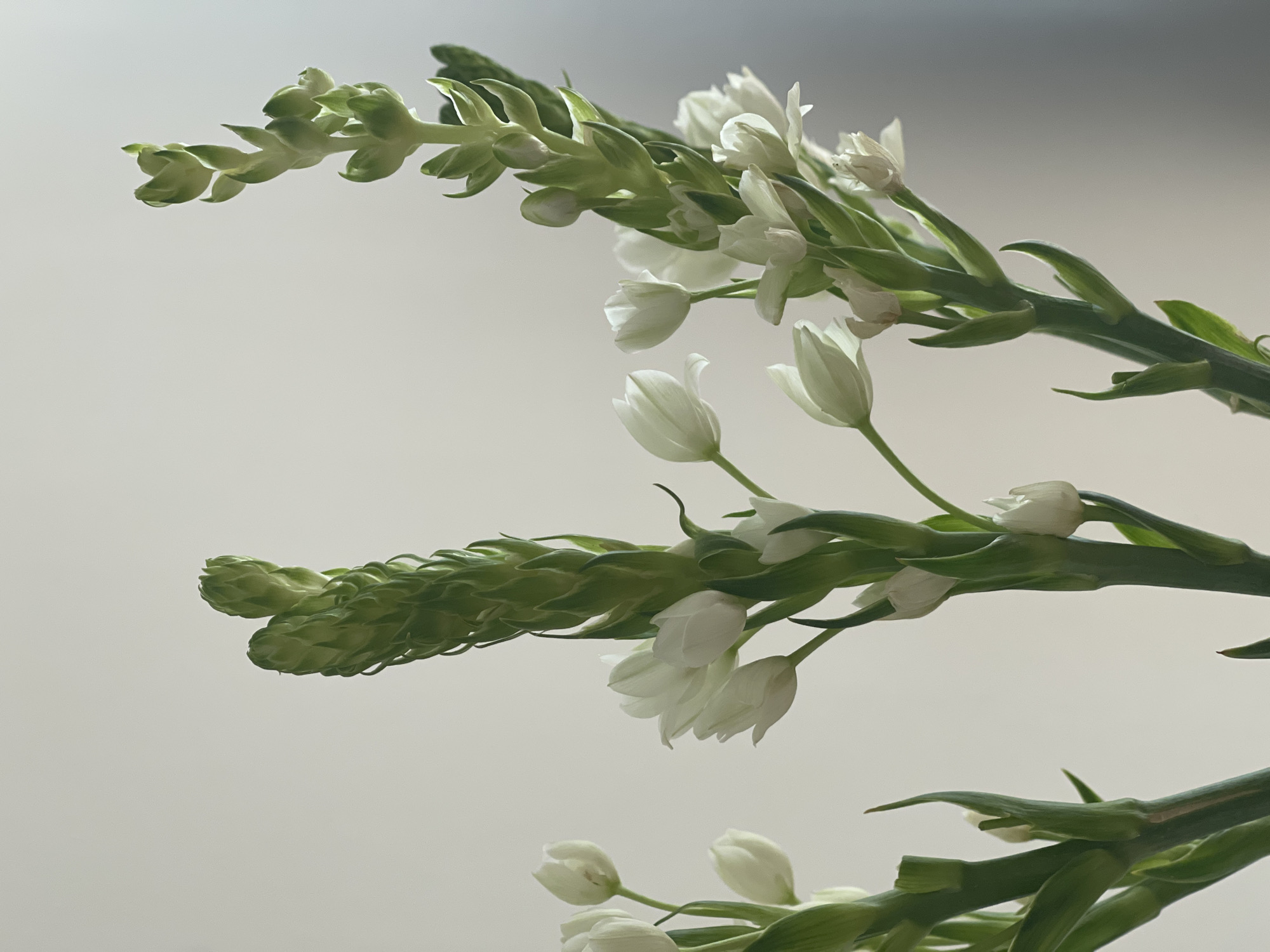 The image shows a close-up of several stems of white flowers and green buds. The flowers are small and tulip-shaped, while the buds are elongated and tightly packed. The background is a plain, light grey, suggesting an indoor setting. There is no evidence suggesting that this image was taken in Izhevsk, Russia.