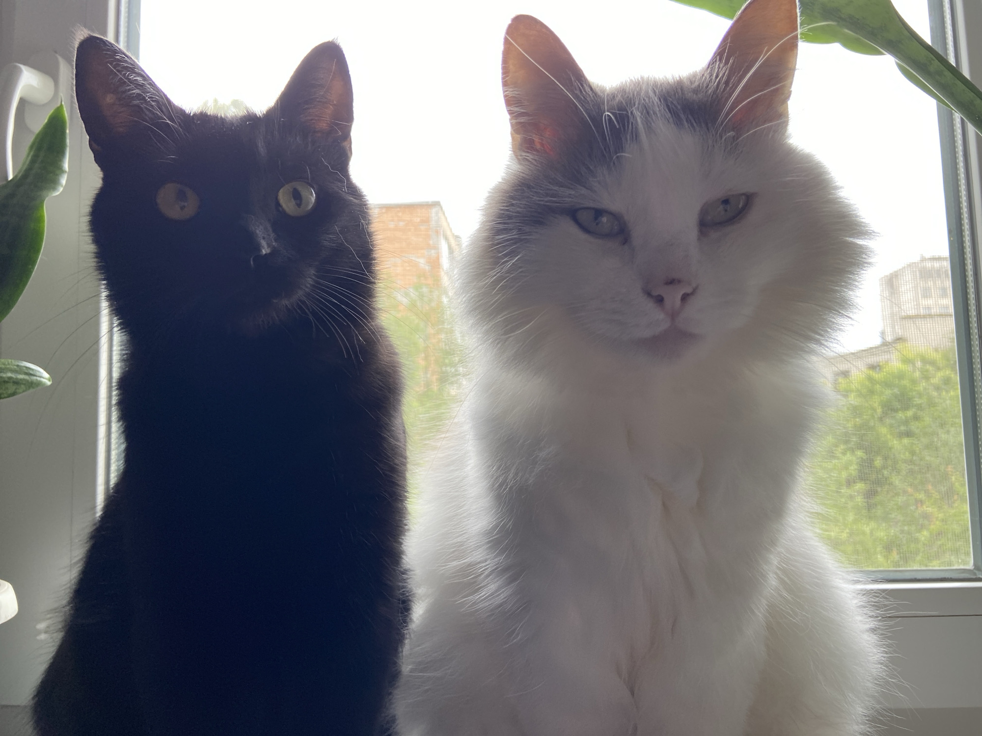 Two cats are positioned in front of a window. The cat on the left is entirely black with yellow eyes. The cat on the right is white with grey spots on its head, and has light-colored eyes. There are plants visible to the left of the black cat. Outside the window, a building and trees can be seen.
