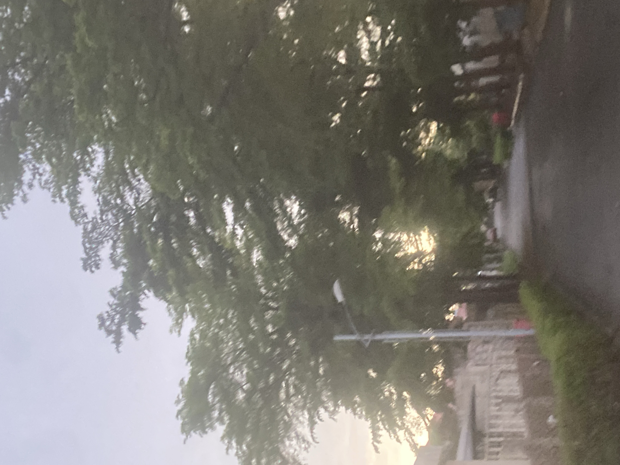 The image, which is rotated 90 degrees clockwise, captures a blurry and grainy outdoor scene in what is likely a street or pathway setting in Gosa, Nigeria. Dense, leafy green trees dominate the left and central portions of the frame, their foliage appearing vibrant. Bright, diffused sunlight penetrates the tree canopy, casting dappled light and strongly suggesting either early morning or late afternoon.
A dark, possibly asphalt, road or path runs along the right side of the image. In the background on the right, partially obscured by the trees, are indistinct structures, including what appears to be a brick building. A neatly trimmed green hedge or bush lines the edge of the road. A light-colored pole, possibly a streetlight, with a horizontal arm, is visible rising from the right side amidst the trees. A small, reddish object is faintly discernible near the road in the mid-ground.
No specific activities are taking place, and no visible text is present. The weather appears clear, allowing sunlight to filter through the leaves.