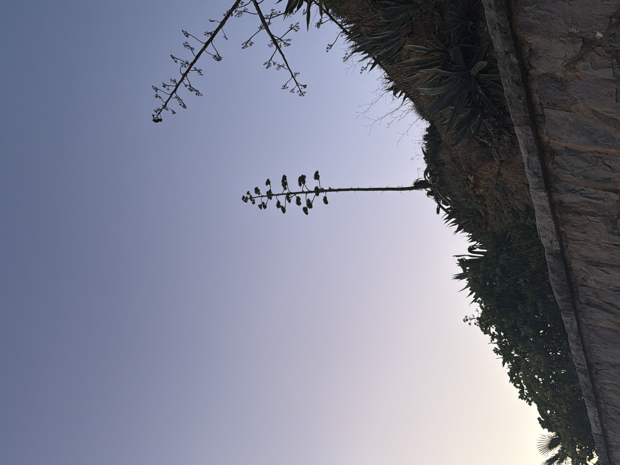 The image depicts a silhouetted view of several agave plants against a clear, gradient sky transitioning from light purple at the top to a pale yellow near the horizon. The scene is positioned on a sloped embankment, demarcated by a rough stone wall in the foreground. In the mid-ground, a tall, slender agave plant with a flowering stalk dominates the center, while to its right, another agave plant's skeletal flowering stalk is visible against the sky. The embankment is covered with dense, spiky agave plants and other foliage. The overall atmosphere is serene, suggesting an outdoor setting, possibly in a garden or natural landscape within Cascais, Portugal, during either dawn or dusk given the sky's coloration. There are no people or animals present in the image.