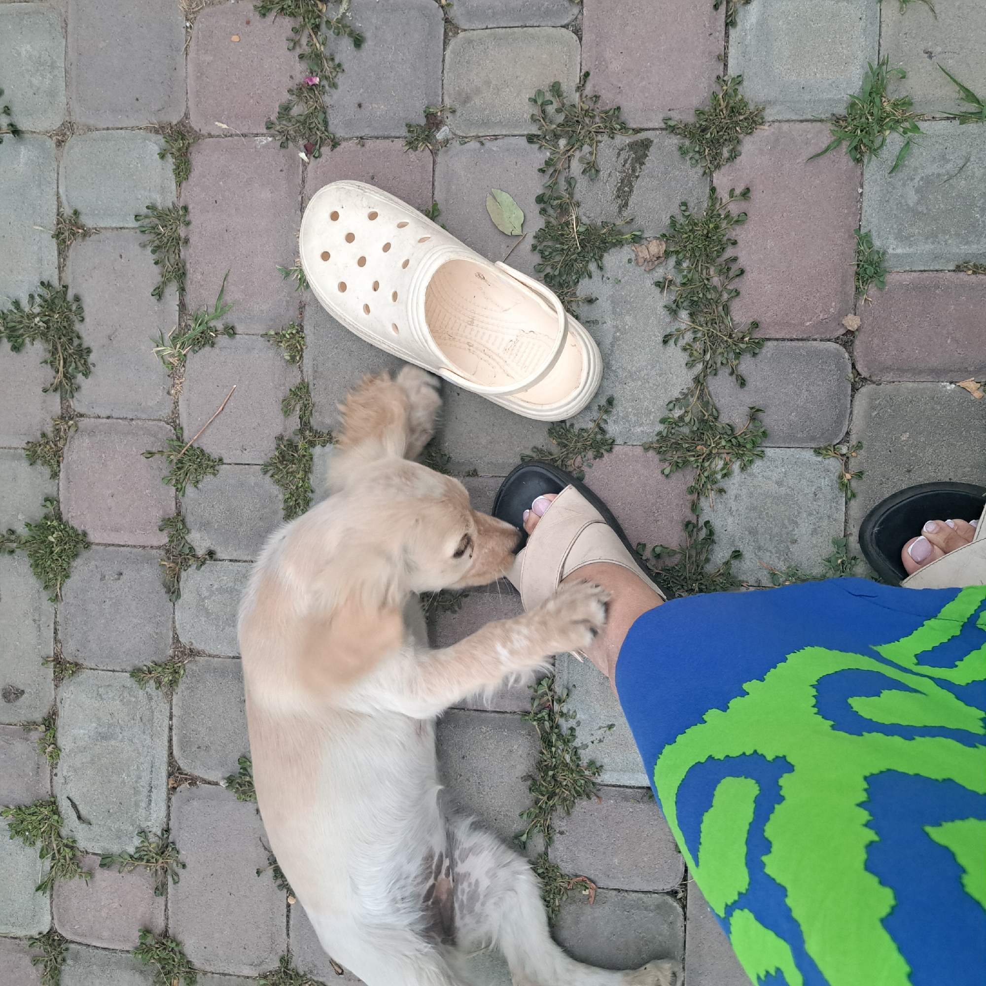 In the village of Irgeli, in the Irgeli rural district of Kazakhstan, a light-colored dog, likely a spaniel mix, is lying on a paved surface of interlocking gray and reddish-brown bricks. The dog's fur is light beige with some darker patches on its belly. Its head is lowered, and it appears to be sniffing or interacting with a human foot wearing a beige sandal with a black sole. The person's leg is clad in blue pants with a bright green abstract pattern. To the right of the dog and foot, a single white Croc-style shoe is lying on its side. Small green weeds are growing in the gaps between the paving stones. The scene suggests an outdoor, casual setting.