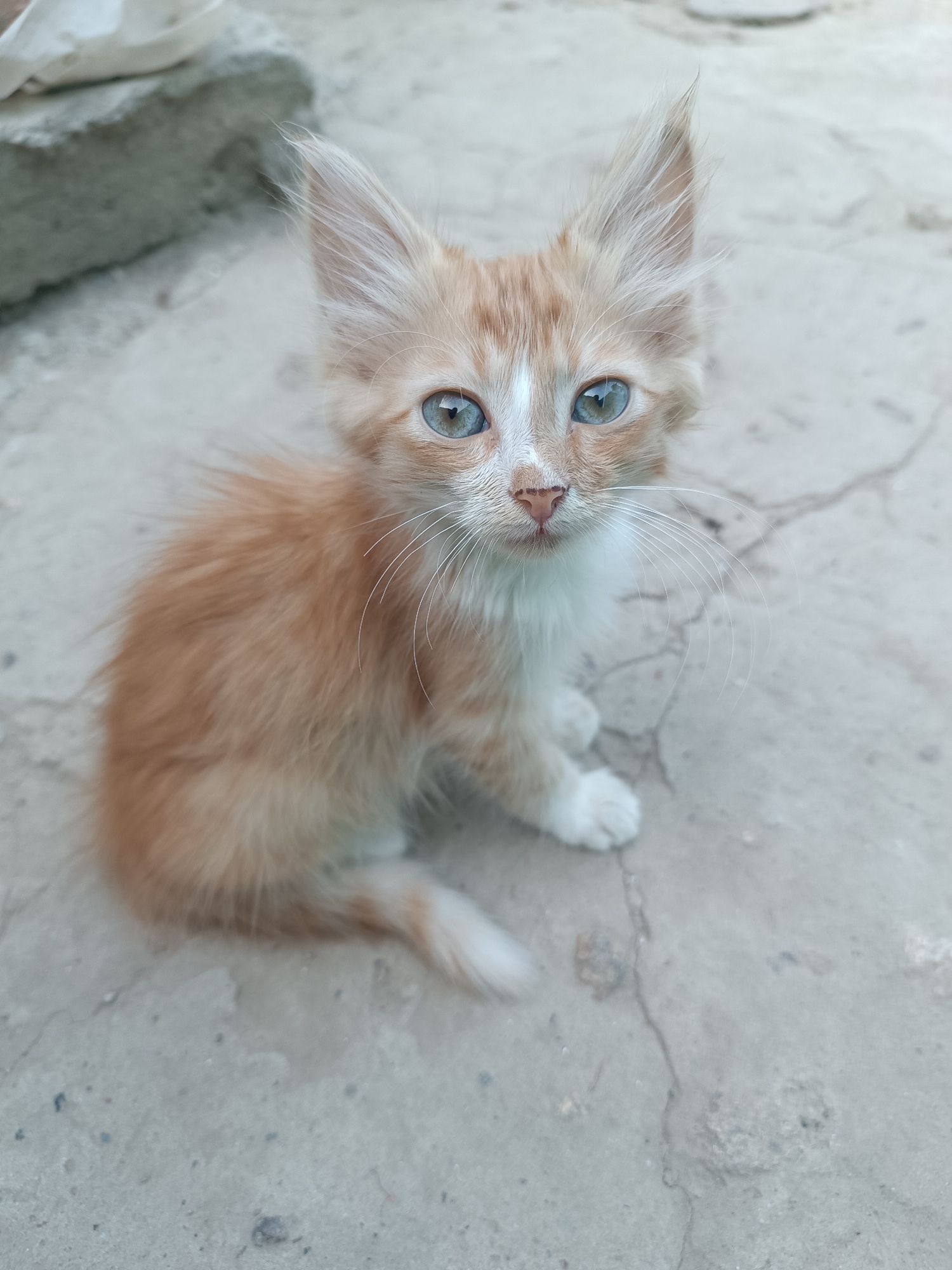 A ginger and white kitten with striking blue eyes sits on a cracked concrete surface, possibly outdoors. The kitten is facing the camera, with its body slightly turned to the left. Its fur appears fluffy, and its ears are pointed upwards, giving it an alert expression. In the background, a blurred object, possibly a stone or a piece of debris, is visible. The lighting suggests it might be daytime. The location is Vypasne, Ukraine.