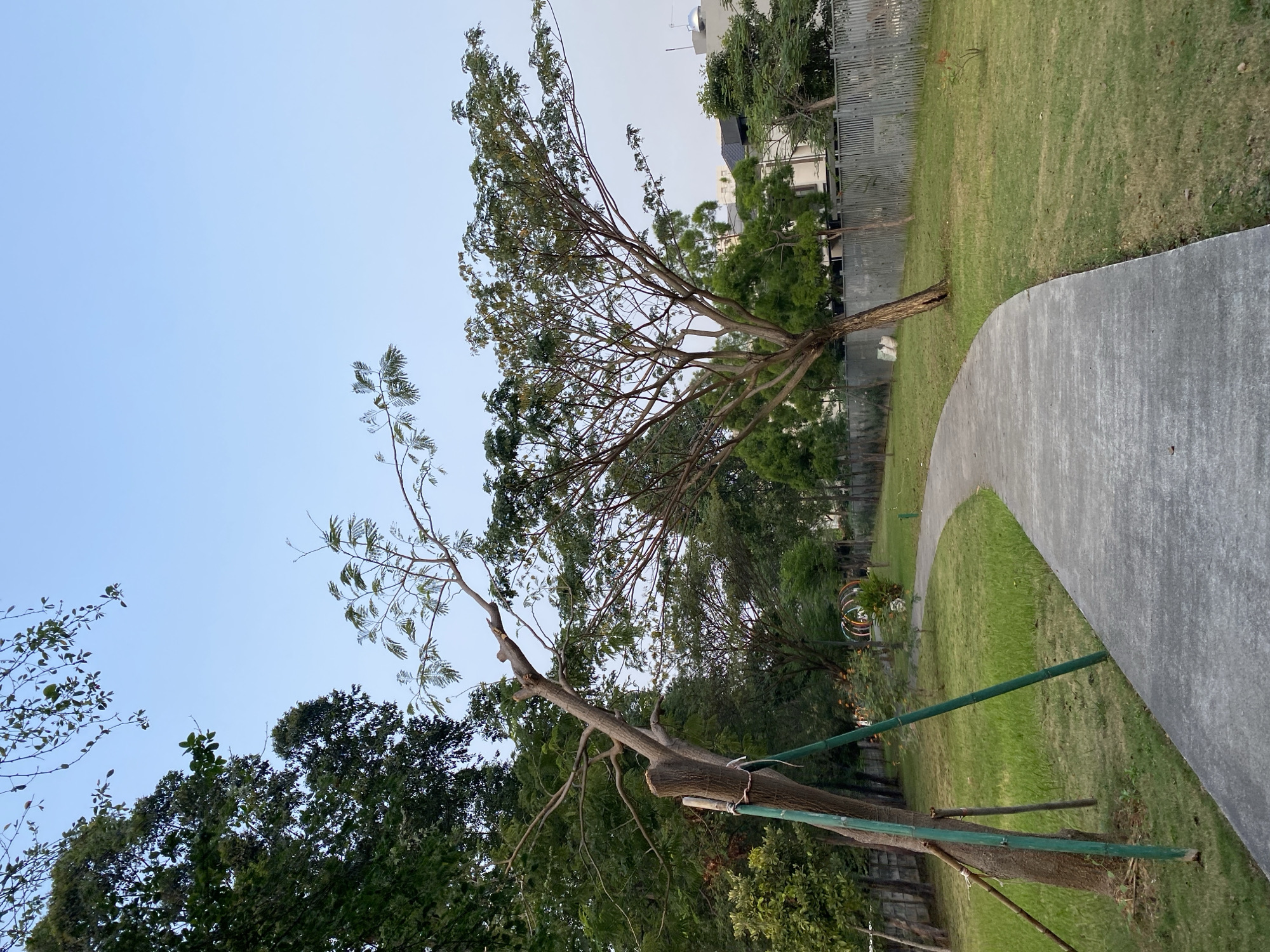 An outdoor scene in a park located in North Jakarta, Indonesia, depicts a curved concrete pathway winding through a grassy area with trees and a clear blue sky. The pathway is the primary foreground element, leading the eye into the park. Lush green grass lines the pathway, with a few scattered fallen leaves. Several trees of varying sizes and maturity are visible throughout the scene, some with dense foliage and others with more sparse branches. One prominent tree on the left side of the pathway appears to be recently trimmed, with its trunk supported by green stakes and ropes. In the background, a metal fence runs along the edge of the park, beyond which a building with a flat roof and some architectural details can be seen. The overall impression is of a well-maintained public park on a calm day, with the urban environment present but not dominating the natural elements. There are no people visible in the image, and no actions or interactions are taking place.