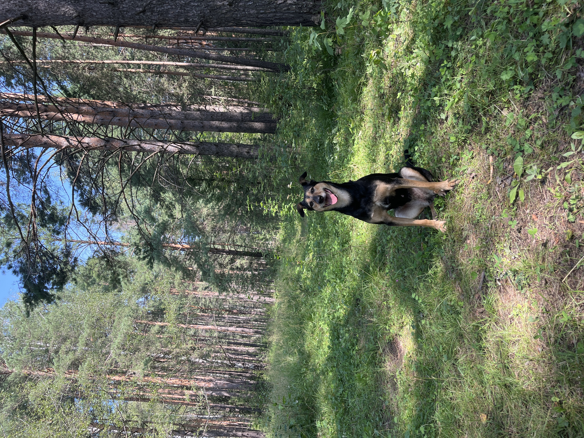 A medium-sized, black and tan dog is sitting in a grassy clearing in a pine forest. The dog is facing the camera with its mouth open and tongue out, appearing happy. Sunlight filters through the trees, casting dappled shadows on the ground. The forest is dense with tall pine trees and undergrowth. The location is the woods near Nizhny Tagil, Russia.
