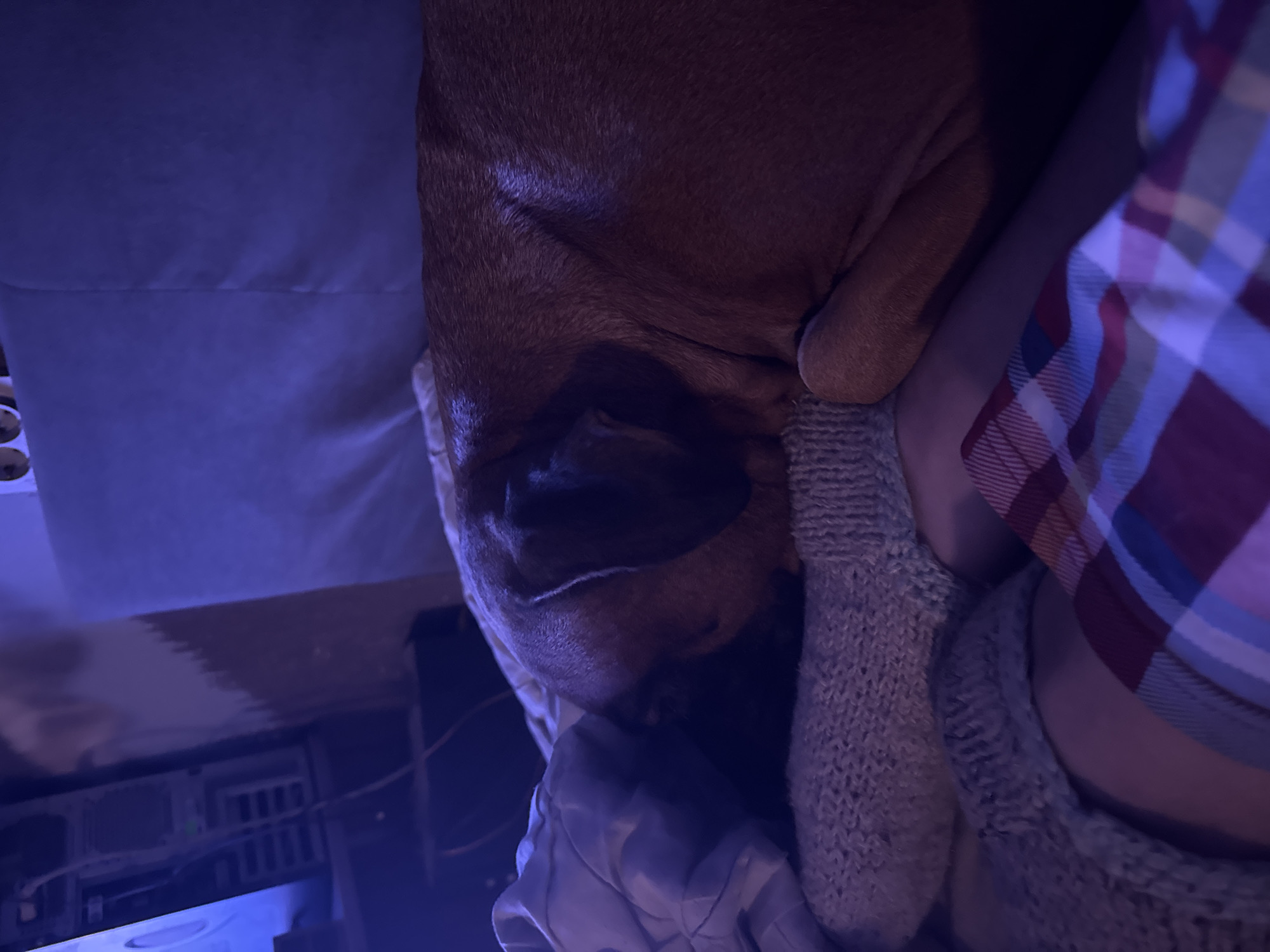 The image shows a close-up of a brown dog sleeping next to a person. The dog's head is resting on a white pillow and a grey knitted blanket. The person is wearing a red, white, and blue plaid shirt. The background is dark, but shows the underside of a desk or table, where a computer tower is visible.
The location is not specified. There is no evidence of the city of Chaikovsky, Russia in the image.