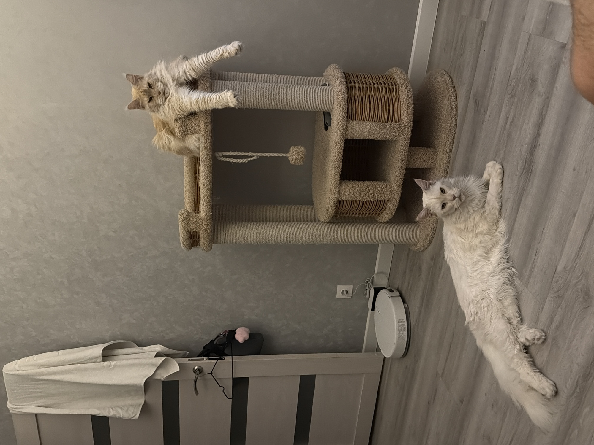Two cats are in a room. One cat is lying on the top of a cat tree, and the other is stretched out on the floor. A robotic vacuum cleaner is charging on the wall. There is also a dresser with clothes on top. The location is not identified in the image.