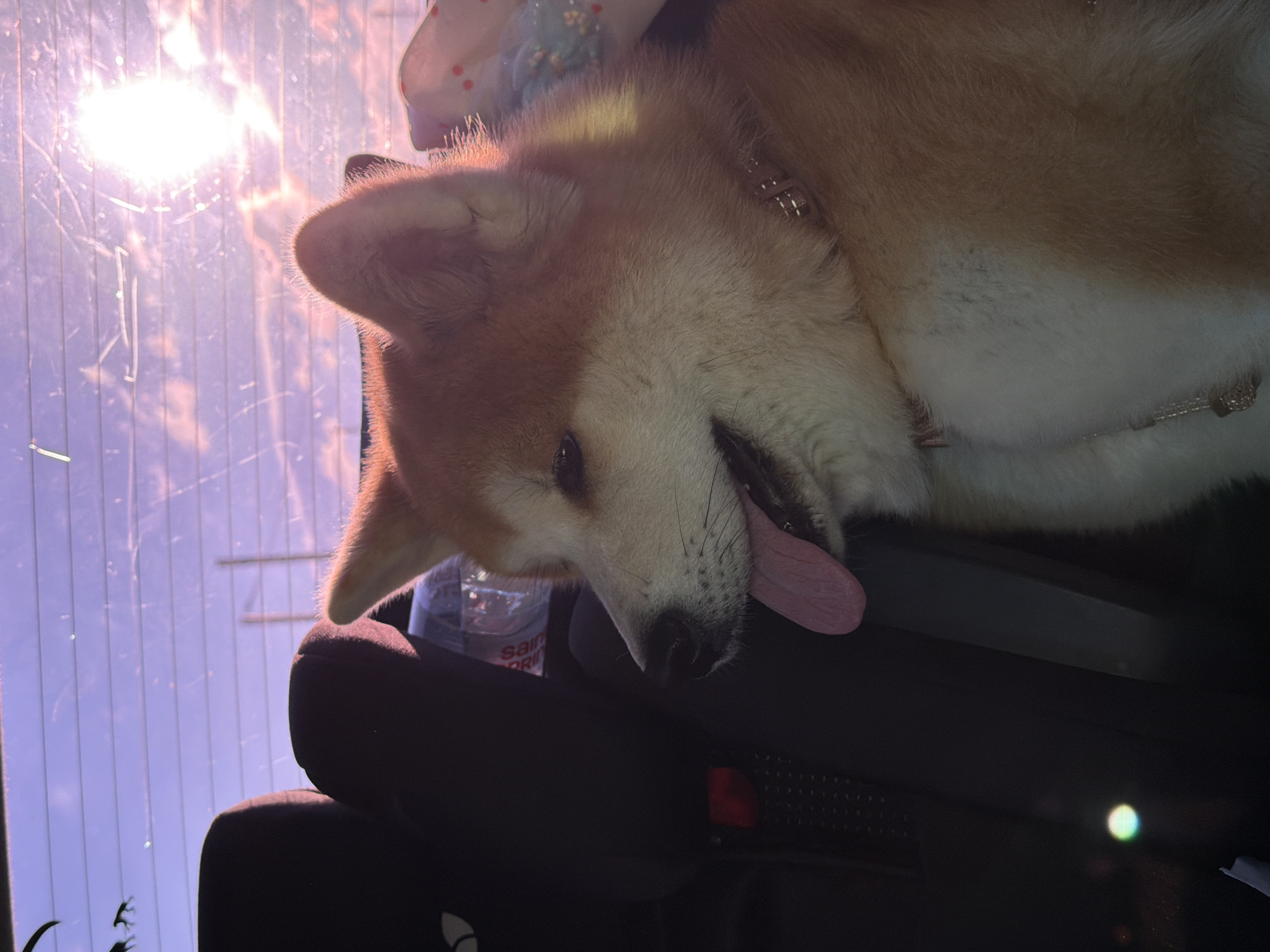 The image shows an Akita dog sitting in the back seat of a car. The dog is looking out the window, and its tongue is hanging out. The sun is setting, and the sky is a mix of purple and pink. There are some silhouetted figures on the window. The scene appears to be in a residential area, as there are houses visible in the background. However, the exact location in Chaikovsky, Russia, cannot be determined from the image alone. The car appears to be parked on a street, and the dog seems to be enjoying the view.