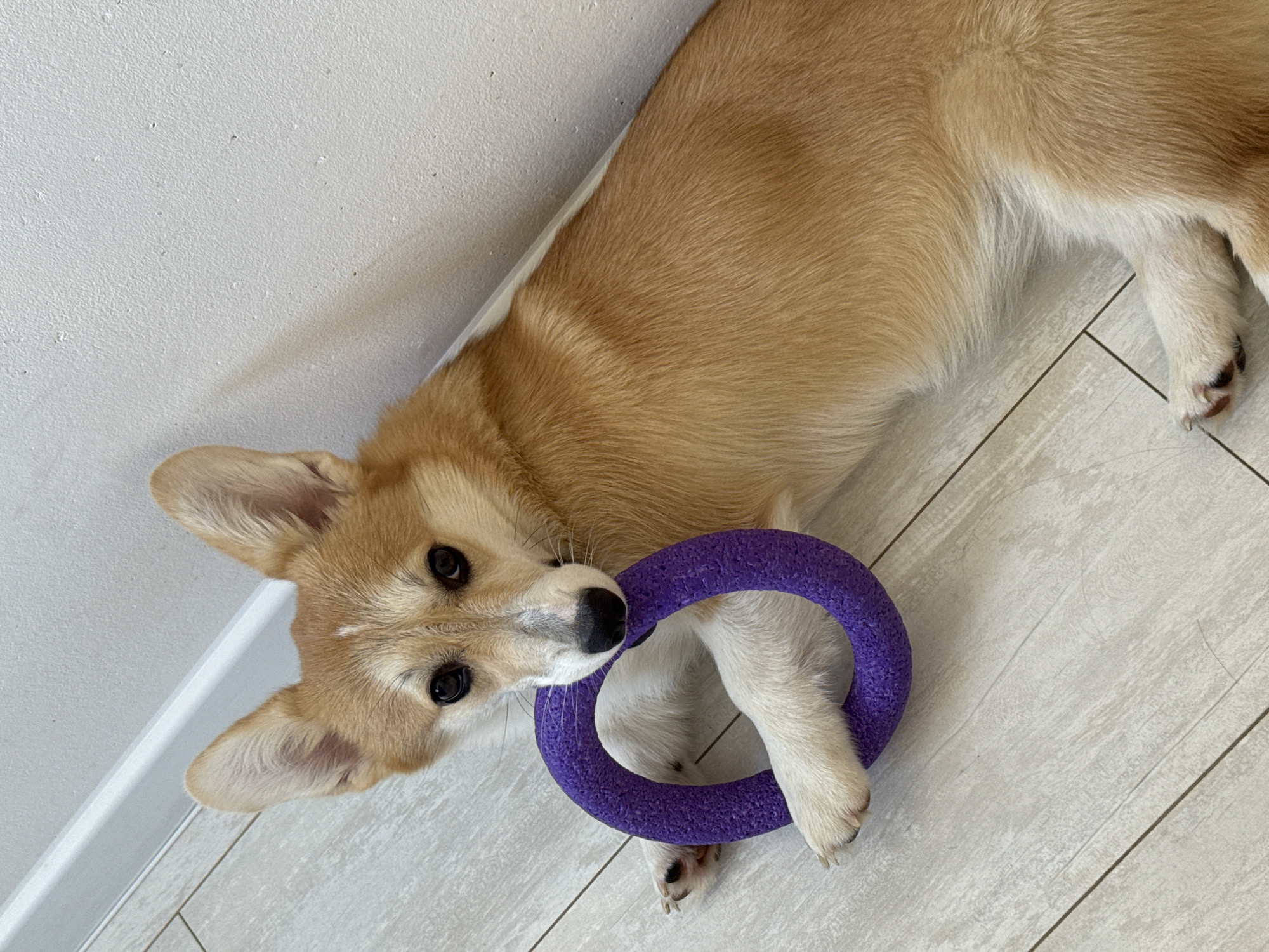 A corgi puppy lies on a light gray wood-grain tile floor near a white wall. The corgi has tan and white fur and is holding a purple ring toy in its mouth. The puppy's front paws are within the ring toy. The photograph appears to be taken at a high angle.