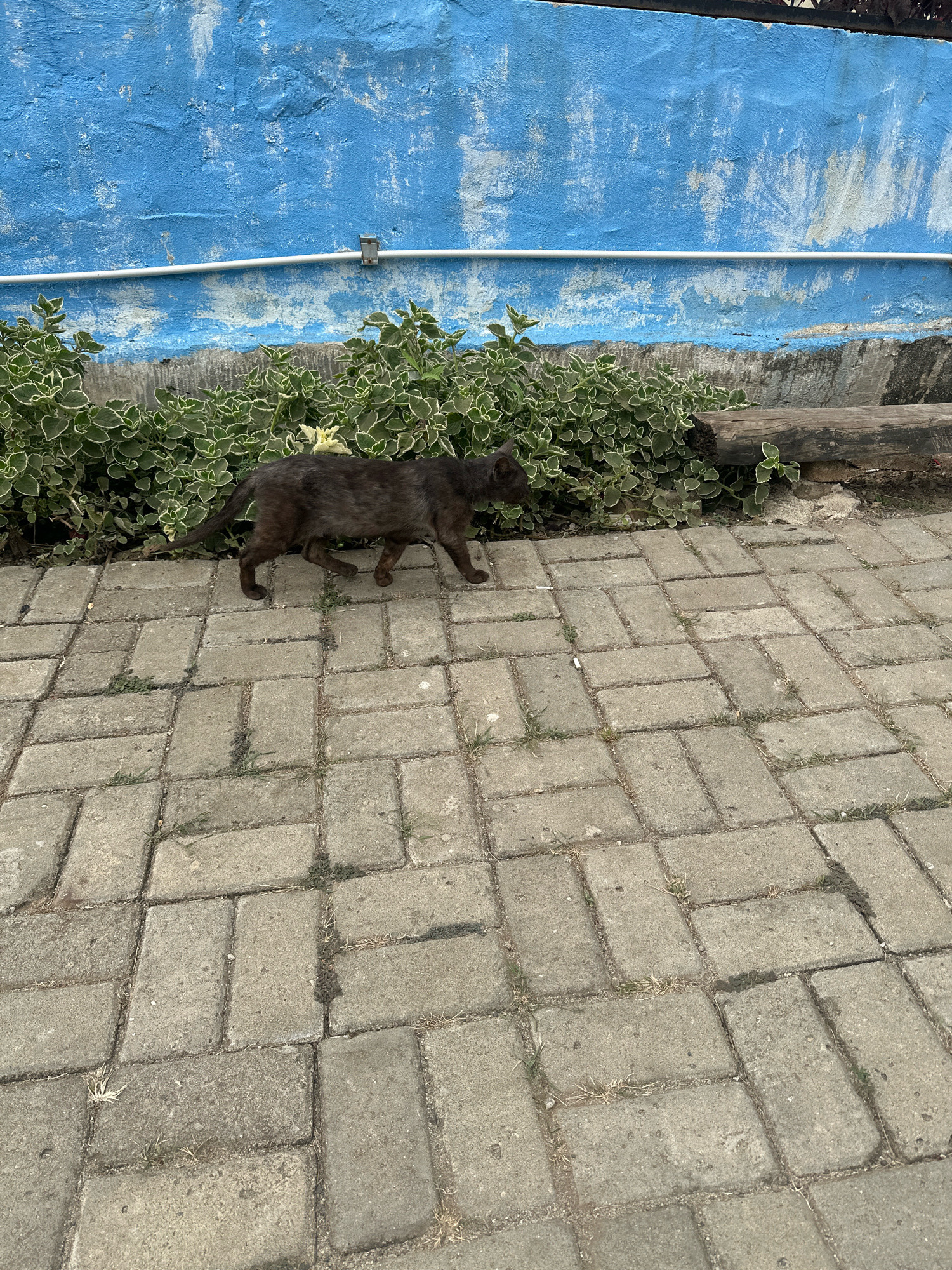 A dark-colored cat walks across a paved walkway. The walkway is made of rectangular concrete pavers laid in a herringbone pattern. Green bushes with variegated leaves grow behind the cat. A rough, blue-painted wall forms the background, with a white pipe running horizontally across it. A section of a wooden log is visible behind the bushes. The scene appears to be outdoors, possibly in a residential or public area in Saruni, Indonesia.
