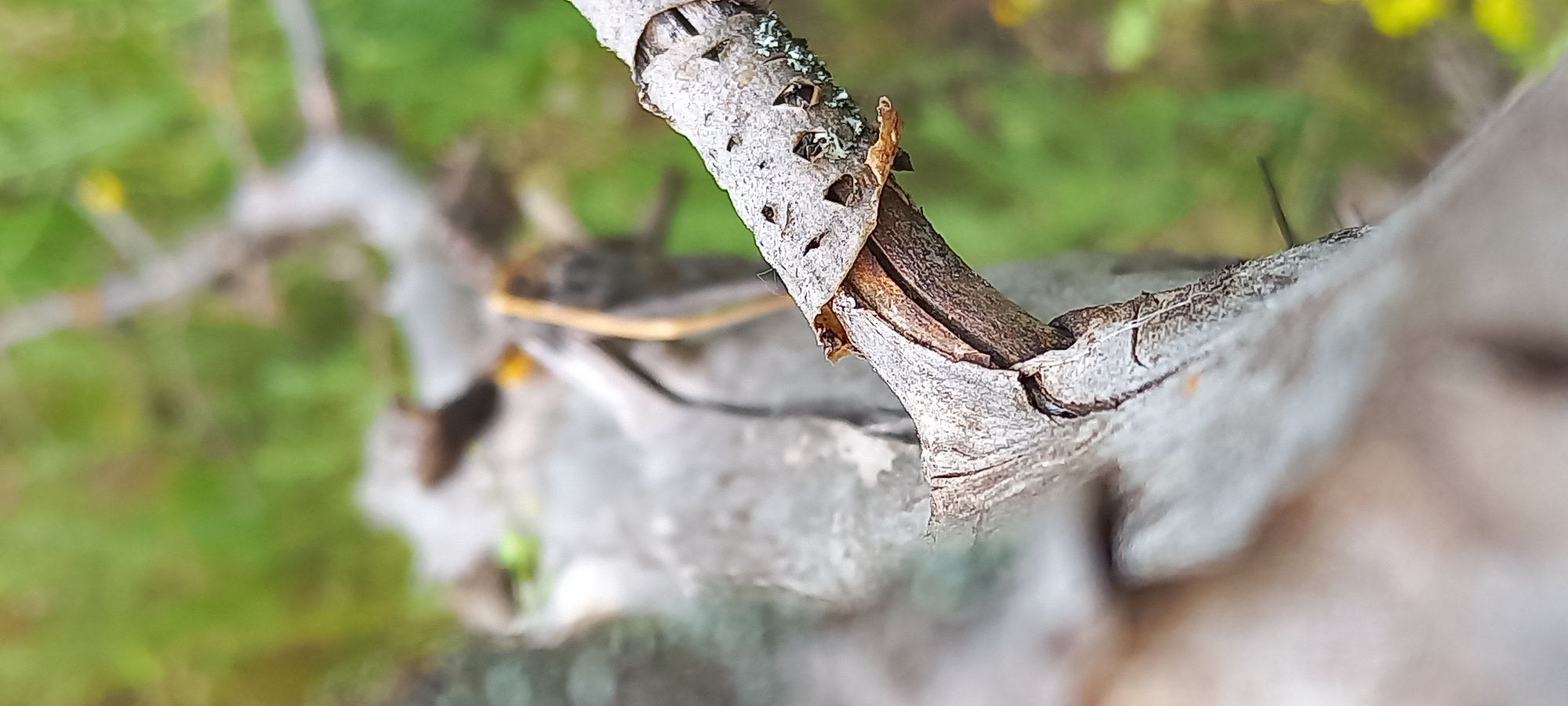This image presents a very close-up, macro-style shot of tree branches, showcasing natural textures and shallow depth of field. The main subject is a gnarled, light greyish-brown branch, sharply in focus, extending diagonally across the frame from the upper-middle to the lower-right. Its bark is rough and textured, with visible cracks, ridges, and small patches of green lichen or moss.
Beneath a section of peeling bark on the main branch, a darker, reddish-brown inner wood or smaller branch is visible, adding to the organic detail. Other branches are present in the background, but they are significantly out of focus, appearing as soft, blurry shapes.
The background consists of blurred green and yellow hues, indicating foliage and suggesting an outdoor, natural setting like a forest, park, or garden. The lighting appears to be natural daylight, creating subtle shadows and highlights on the textured bark. There are no people, man-made objects, or discernible activities taking place. No text is visible in the image. The overall impression is one of natural detail and macro photography, focusing on the intricate patterns of the tree bark in a natural environment in Kryvyi Rih, Ukraine.