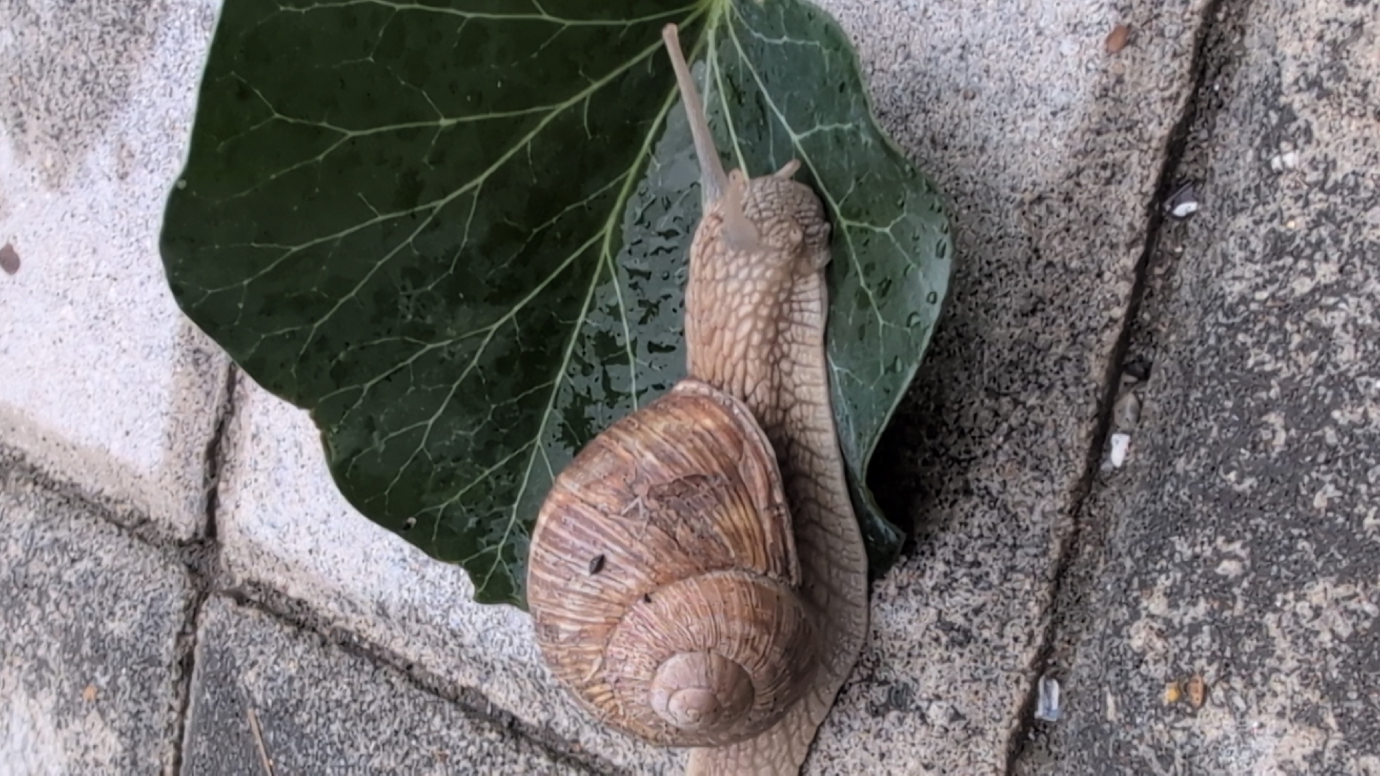 A snail is crawling on a large, dark green leaf with prominent veins. The leaf is resting on a light gray, textured surface composed of interlocking paving stones. The snail's shell is a spiral of light brown and beige. The snail's body is a pale brown, and its antennae are extended. Water droplets are visible on the leaf. The background is blurred, but appears to be more of the paving stone surface. The scene is outdoors, likely on a paved area within the city of Izmail, Ukraine.