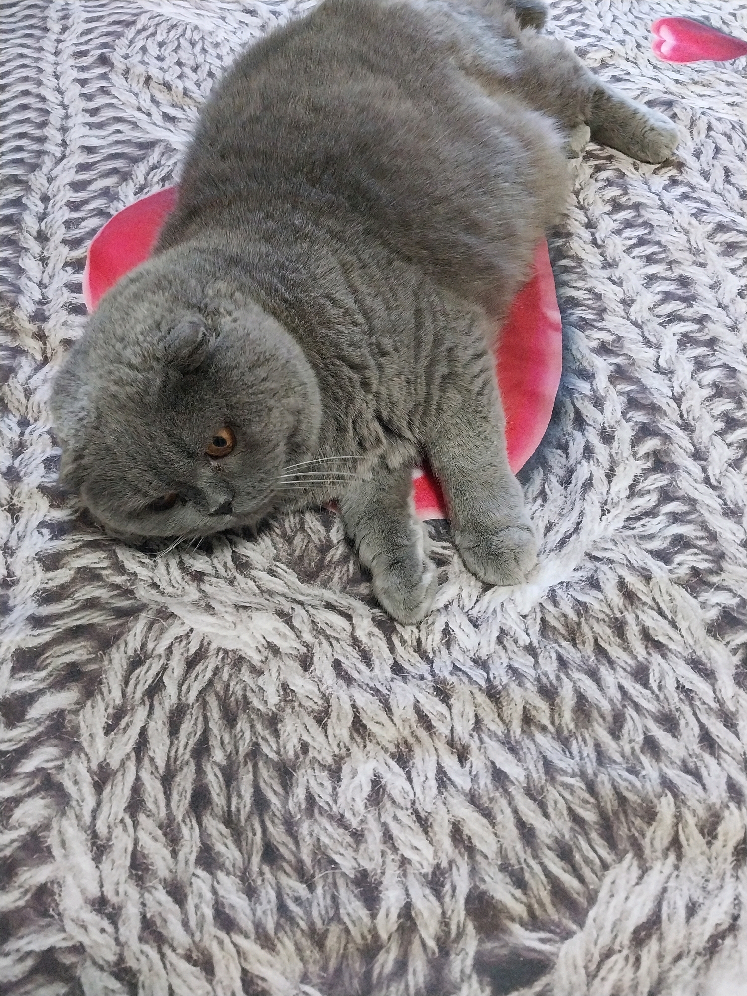 A grey Scottish Fold cat is lying on a heart-shaped pink pillow. The pillow is on top of a grey and white knitted blanket. The cat's eyes are open and it is looking to the side. The cat is in a relaxed position. The image is taken from a top-down angle.