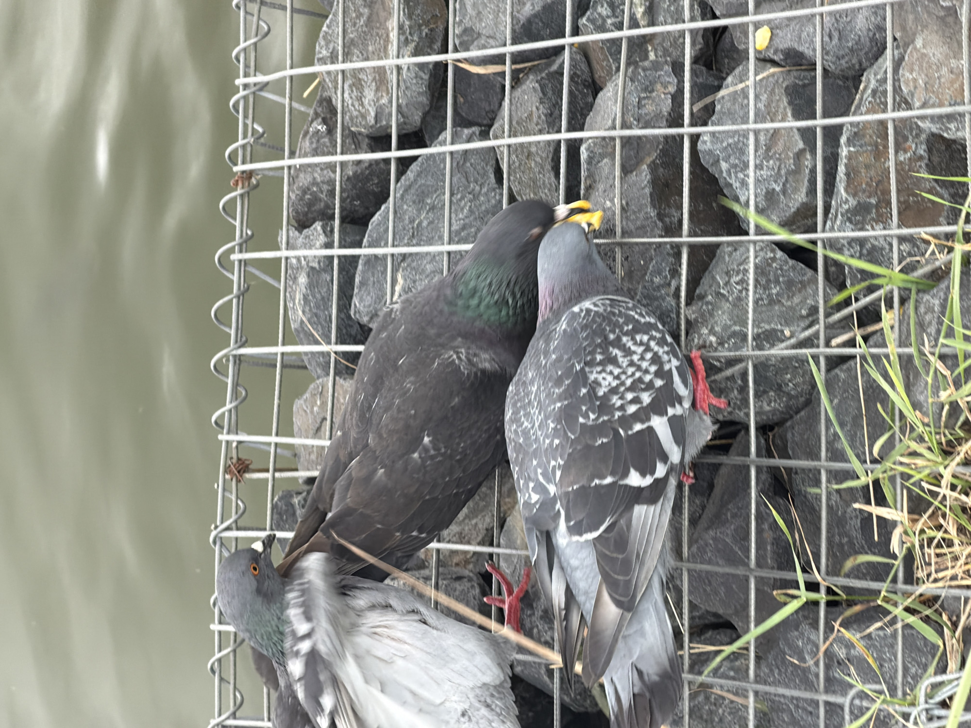 Three pigeons are clustered together on a gabion wall, which is composed of wire mesh filled with large, dark gray rocks. In the foreground, a pigeon with a speckled gray and white body and red feet is pecking at something on the ground. Behind it and slightly to the left, another pigeon, primarily gray with white wing feathers, is also looking down, its head turned to the side. To the right of the speckled pigeon, a dark gray pigeon with iridescent green neck feathers is actively eating from the ground. The pigeons are positioned in front of a wire fence that runs horizontally across the mid-ground. Beyond the fence, a body of calm, greenish water is visible, reflecting a muted, overcast sky. Grass and dry vegetation are growing in patches in front of the gabion wall.