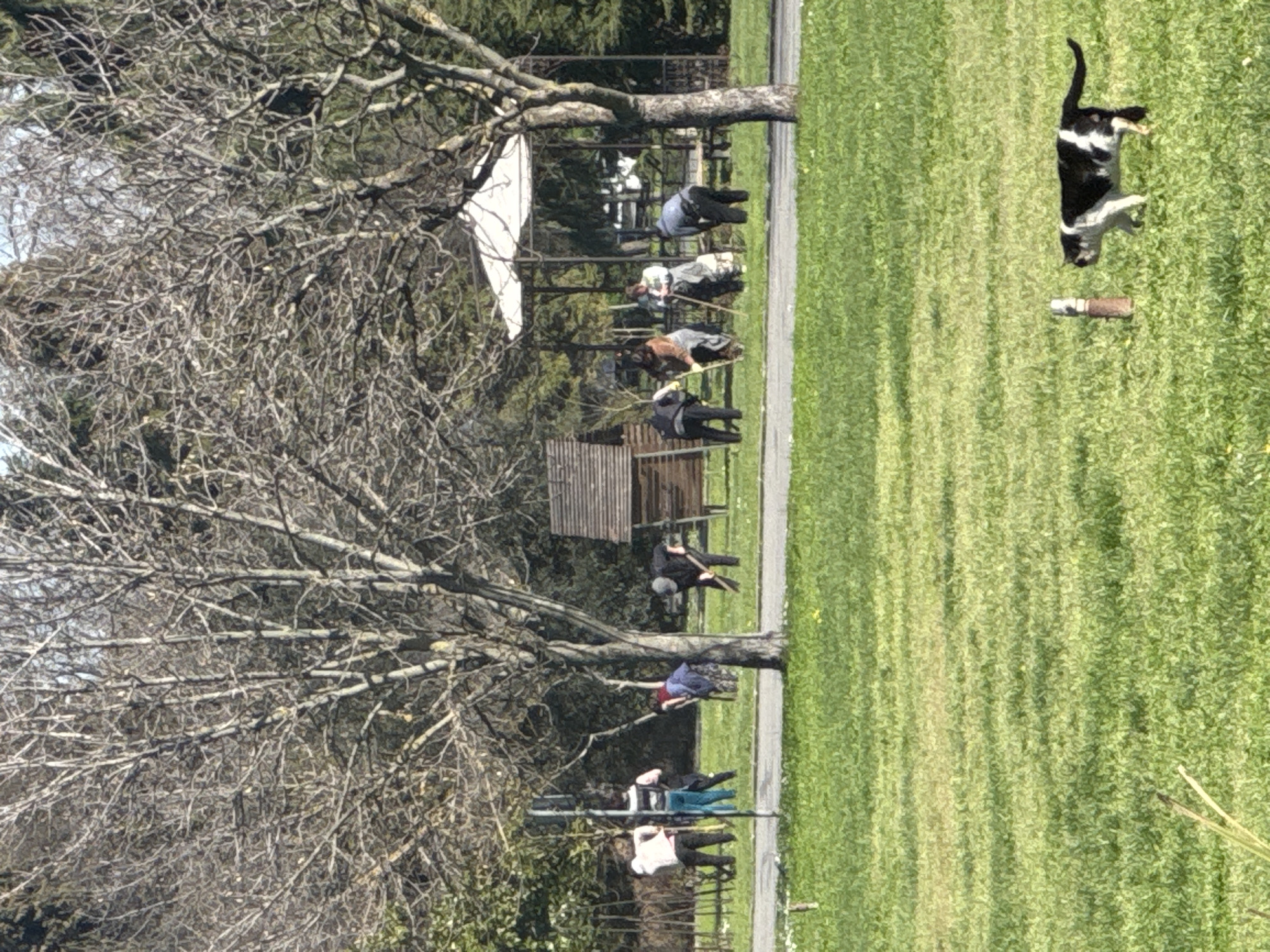 The image depicts a grassy area, likely a park, with several people sitting on benches. A black and white cat is standing on the grass. A tree with bare branches dominates the left side of the frame. The location appears to be Burgas, Bulgaria, although this is not explicitly stated.