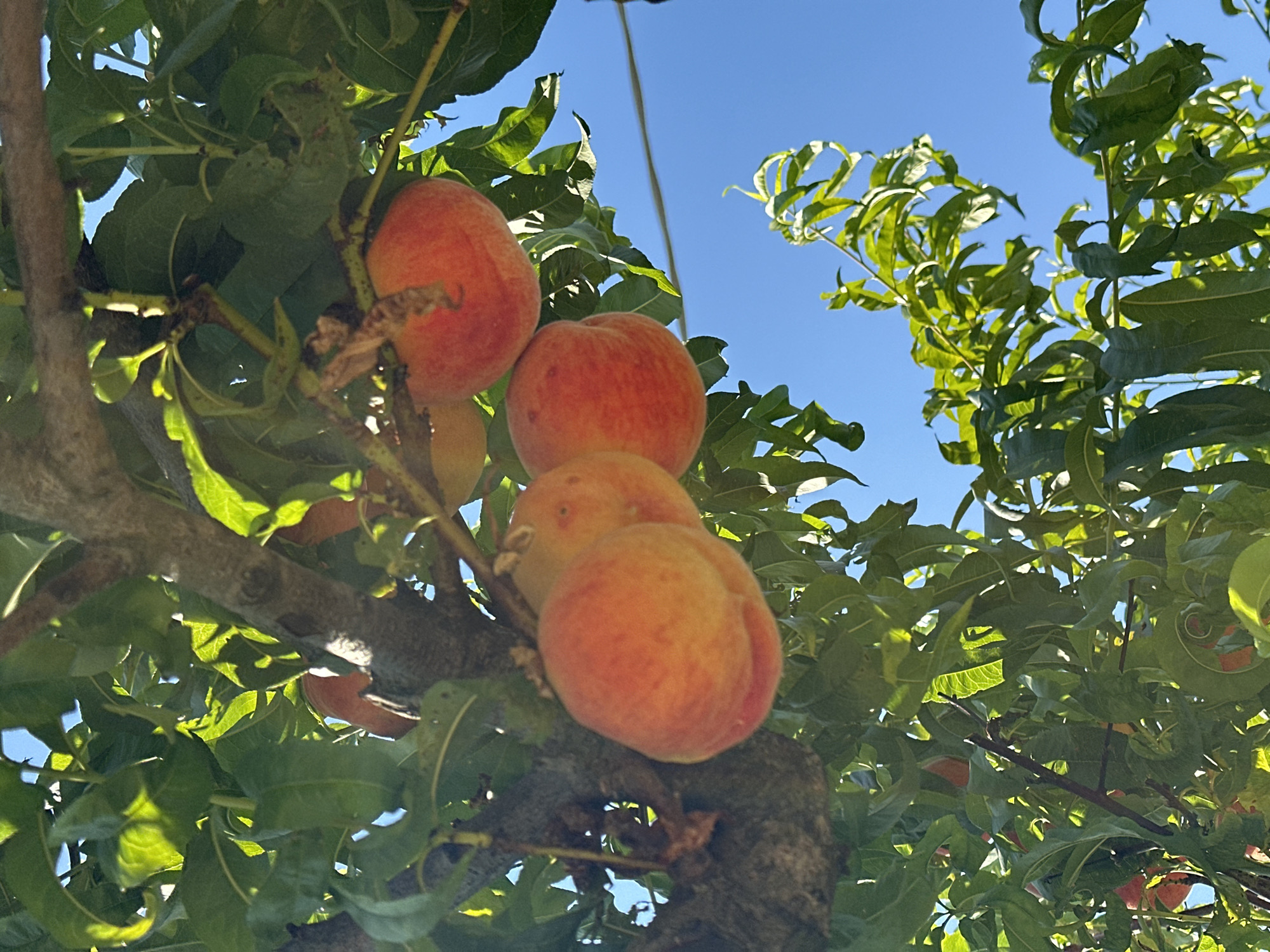 A vertical, low-angle shot captures ripe peaches hanging from a tree on a sunny day in Cannara, Italy. The peaches, with their blush of red and orange over a yellow base, are plump and appear ready for harvest. They are clustered on branches amongst lush green leaves, some of which are backlit by the sun, creating a vibrant contrast. The tree trunk is textured and brown, supporting the laden branches. In the background, a clear, bright blue sky is visible, punctuated by glimpses of sunlight filtering through the foliage. Lower down in the frame, more green leaves and branches of the same tree are present, along with a hint of blue sky. A thin wire is visible in the upper right portion of the image.