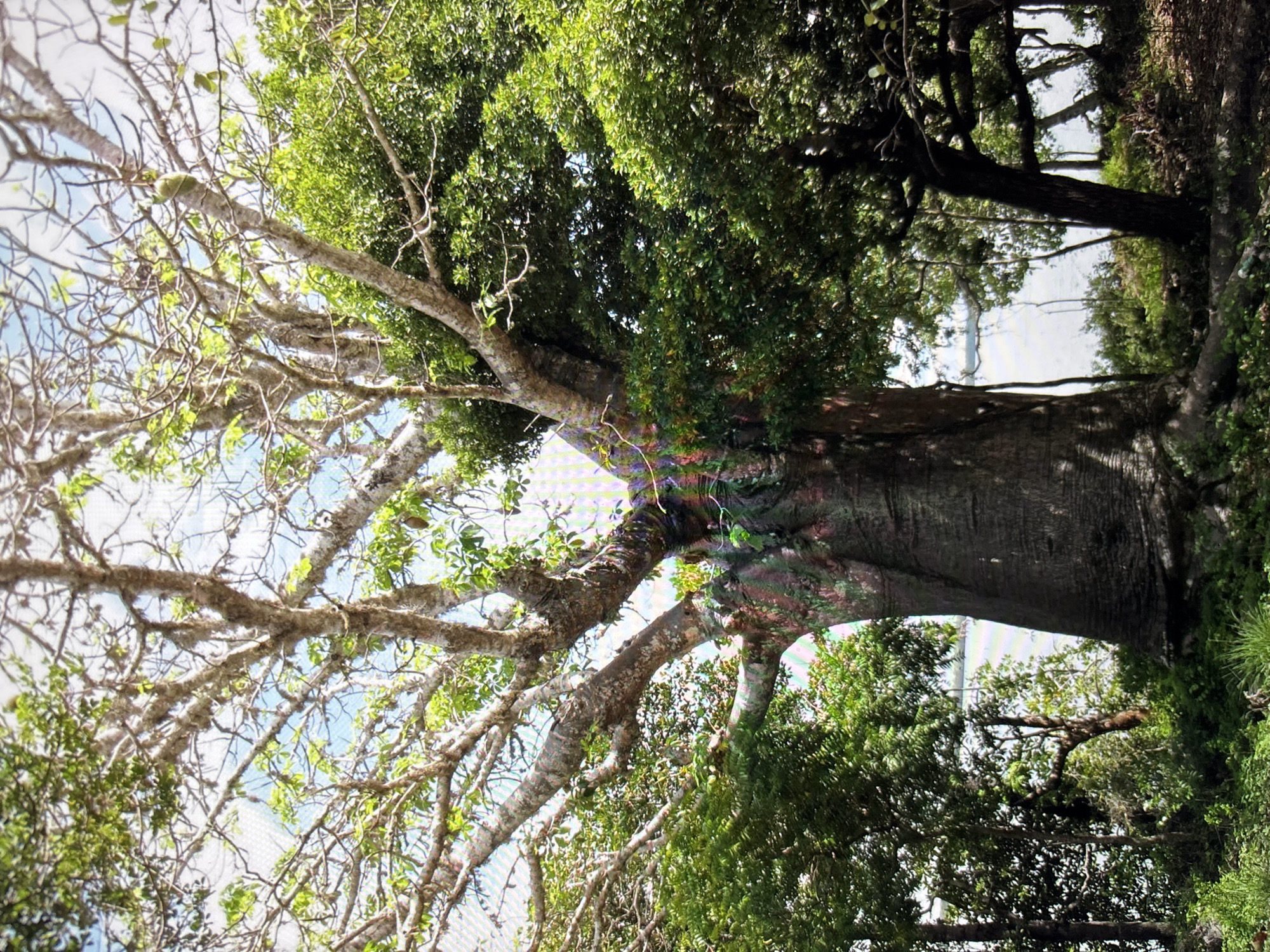 The image displays a large, ancient baobab tree with a thick, dark trunk and sprawling branches reaching towards a bright sky. The tree is surrounded by lush green foliage and other trees. In the background, a body of water, possibly a lake or the sea, is visible, with a hazy horizon line. The lighting suggests it is daytime, with sunlight filtering through the leaves. There are no people or animals present in the image. The scene depicts a natural environment, likely a park or a botanical garden. The image does not provide any specific information or visual cues to indicate a location within the city of Sofia, Bulgaria.