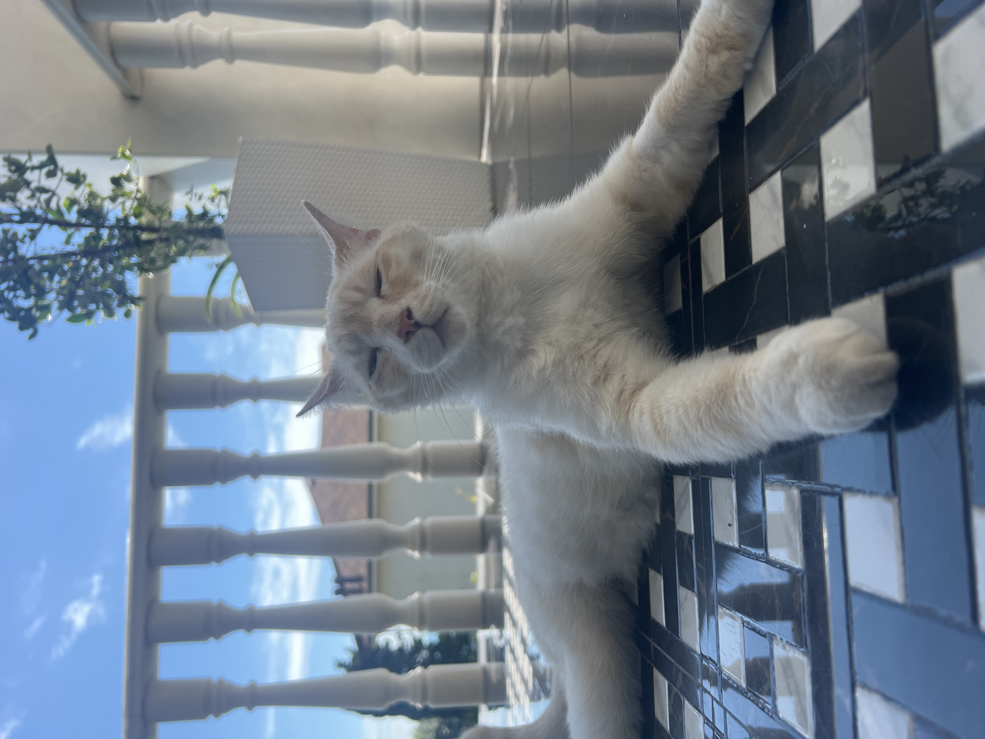 A cream-colored cat with pointed ears lies stretched out on a black and white tiled surface. The cat's eyes are closed, and its paws are extended forward. Behind the cat, a white railing with balusters is visible, with a blue sky and some buildings in the background. A potted plant stands to the right of the cat. The lighting suggests it is daytime.