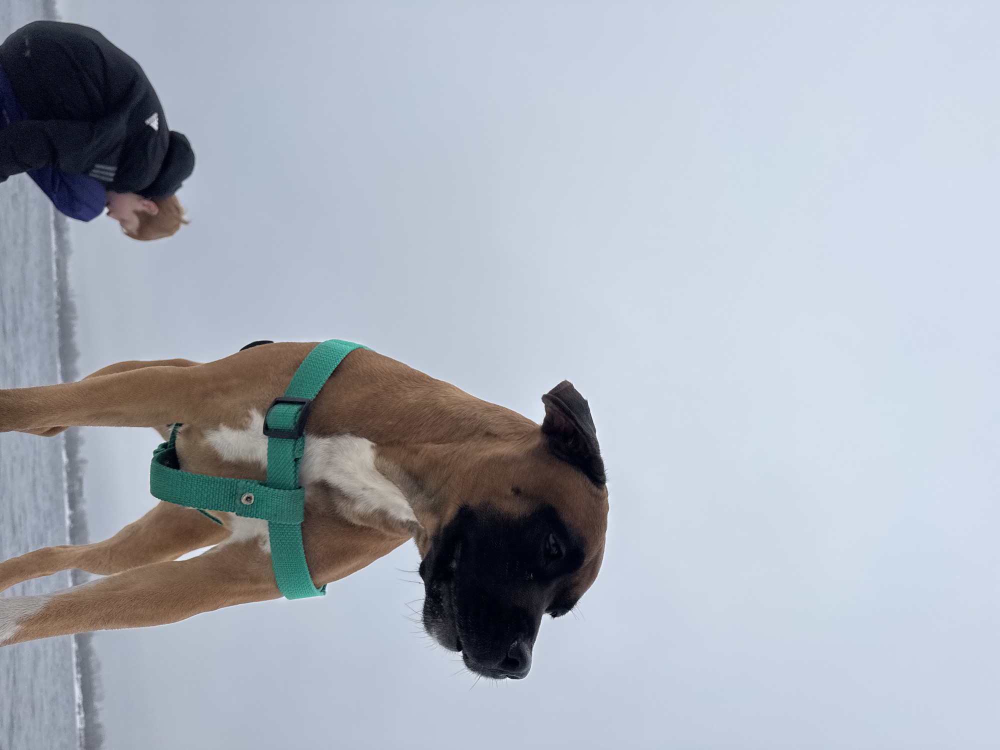 A medium shot depicts a light-brown Boxer dog with a black muzzle, wearing a green harness, on the bank of a body of water. In the background, the silhouette of a person wearing a black jacket with white stripes can be seen. The location is the city of Chaikovsky, Russia.