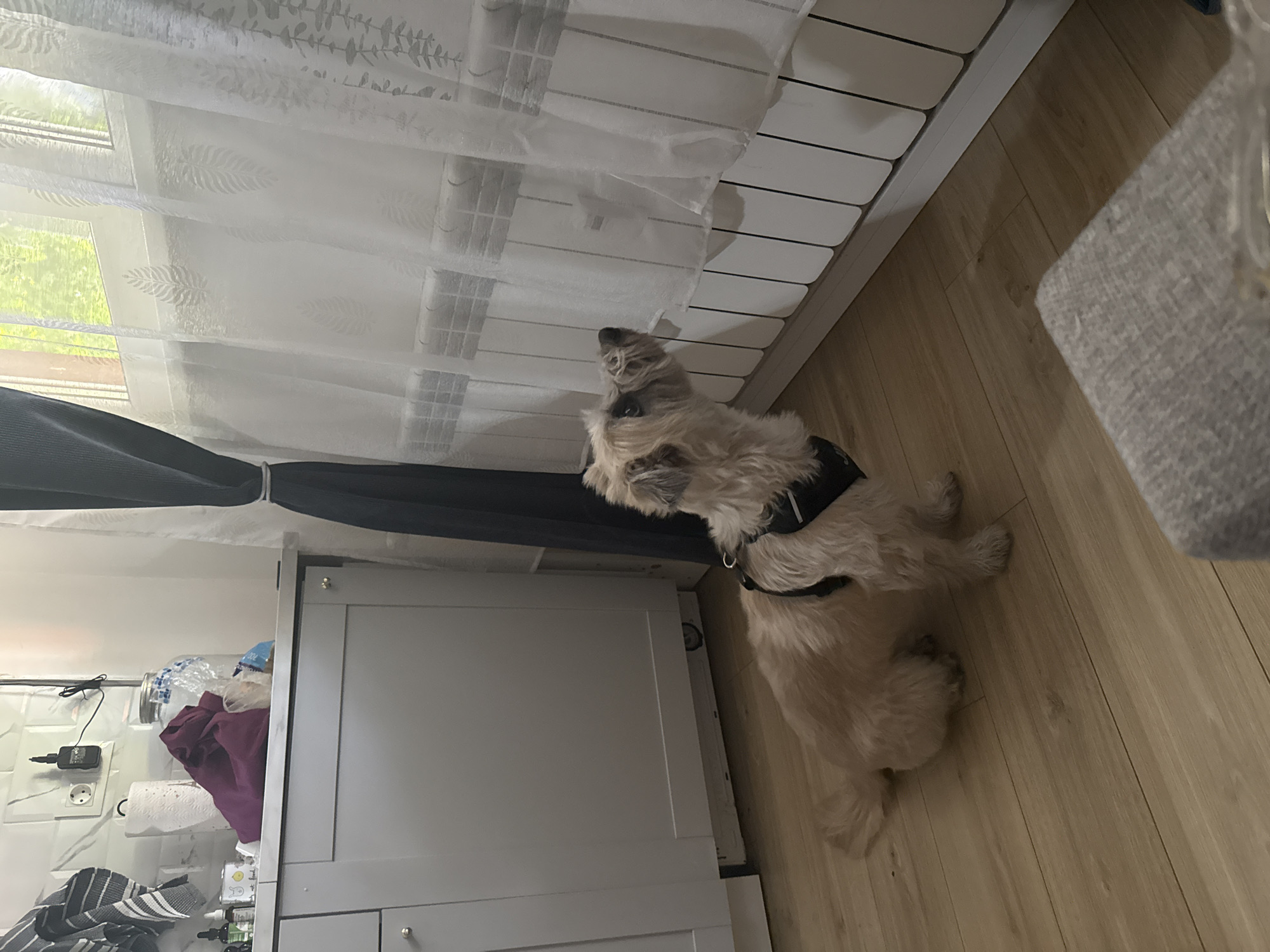 A medium-sized, light-colored dog with a black harness stands indoors, looking toward a window covered with a sheer white curtain. The dog is positioned between a white radiator and a white cabinet unit. The floor is light-colored wood. The exact location in Sofia, Bulgaria cannot be determined from the image.