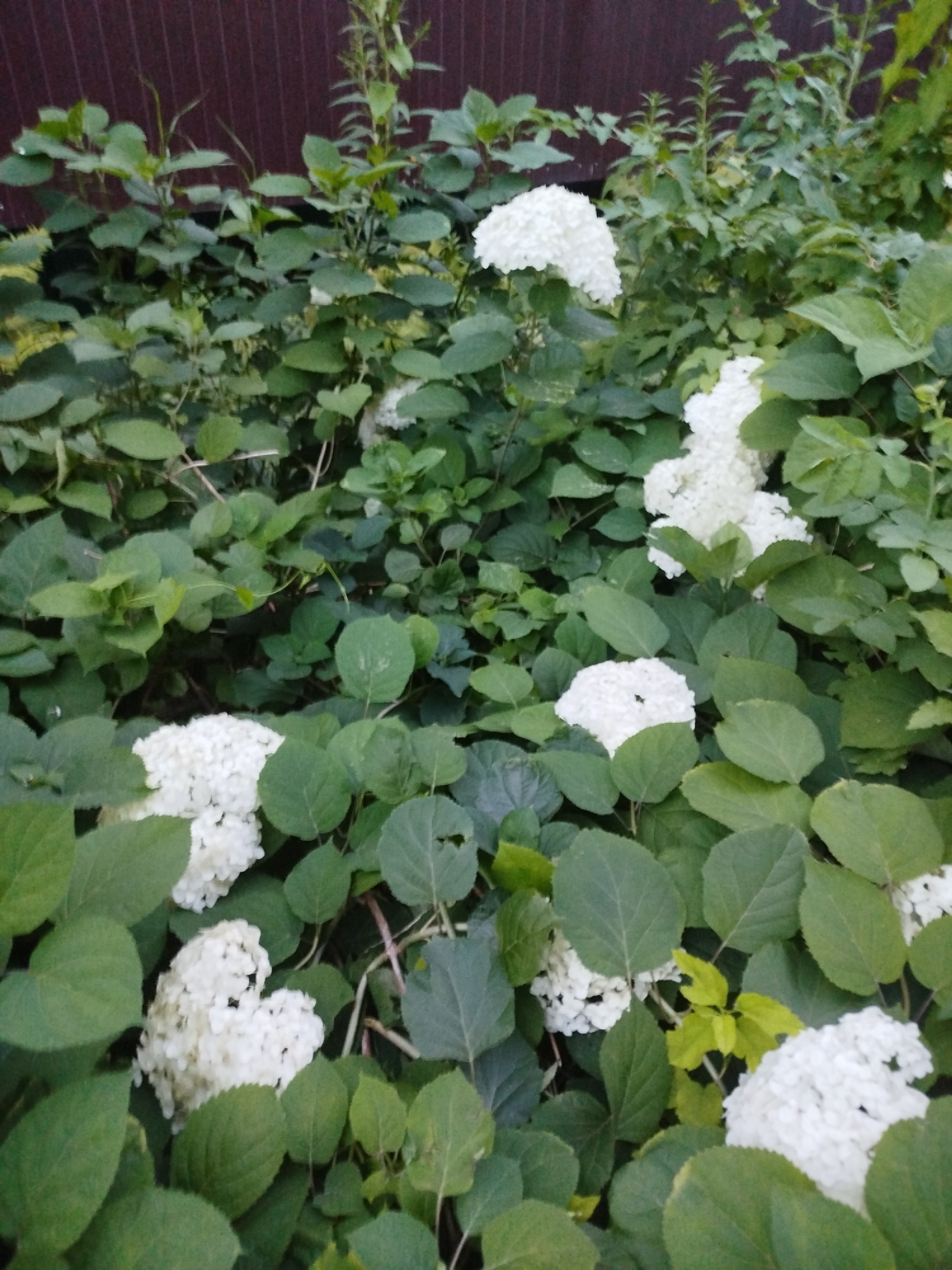 The image shows a close-up of a dense garden with lush green foliage and several white hydrangea blooms. The hydrangeas are spherical and appear to be in full bloom, with many small white petals clustered together. The leaves of the hydrangea plants are large and have a somewhat rough texture. In the background, there is a dark brown wooden fence. The lighting suggests it is daytime, with some shadows indicating the sun is not directly overhead. There are no people or animals visible in the image. The overall impression is of a well-established garden setting, possibly in a residential area or park. No specific location in Ivanovo, Russia, can be determined from the visual information provided.