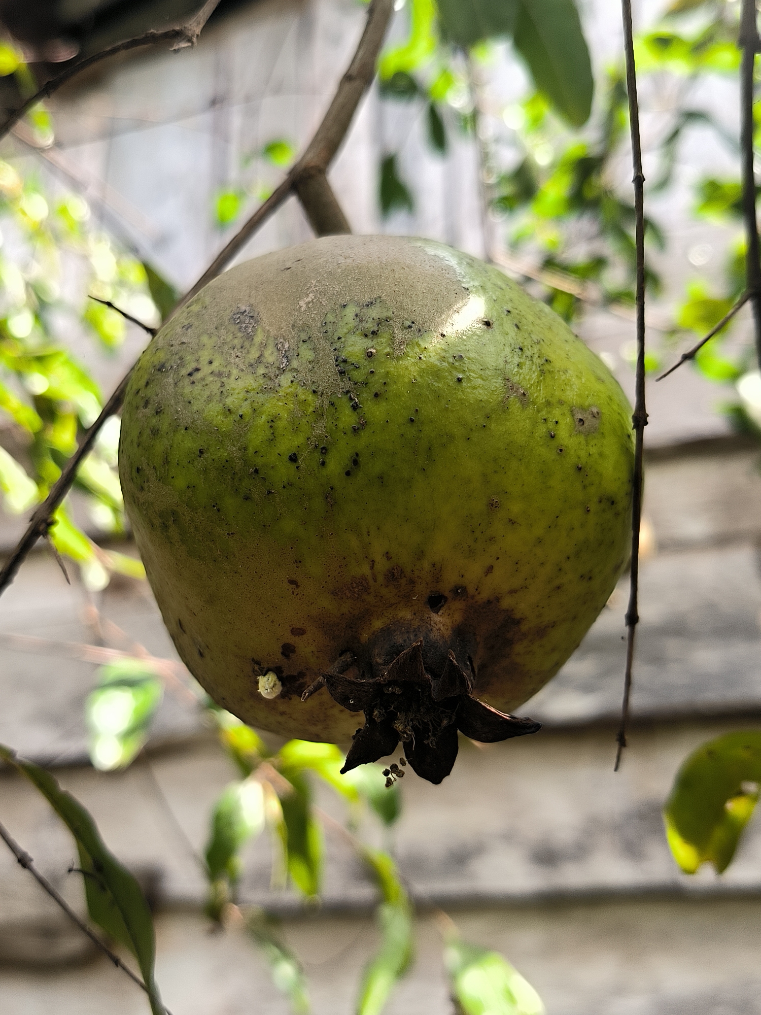 This media file is a close-up, low-angle shot of a single, unripe green guava fruit hanging from a branch. The fruit is round with a slightly flattened top and bottom. Its skin is a mottled green, with some areas appearing dusty and others having small, dark spots, possibly blemishes or early signs of ripening. The bottom of the fruit shows the dried calyx, which is dark and somewhat shriveled, with a few tiny black specks that may be seeds or remnants of its flower. A small, white, cotton-like growth is visible on the side of the fruit. The guava is surrounded by thin, bare branches and out-of-focus green leaves, suggesting it is on a tree. The background is a blurred, neutral-toned structure, possibly a wall or fence, with some light filtering through the foliage. The lighting suggests it could be daytime, possibly morning or afternoon, with diffused sunlight. The overall impression is a natural, outdoor scene, likely in a garden or orchard. There is no text visible in the image. The location is identified as Cotmerbo, Indonesia.