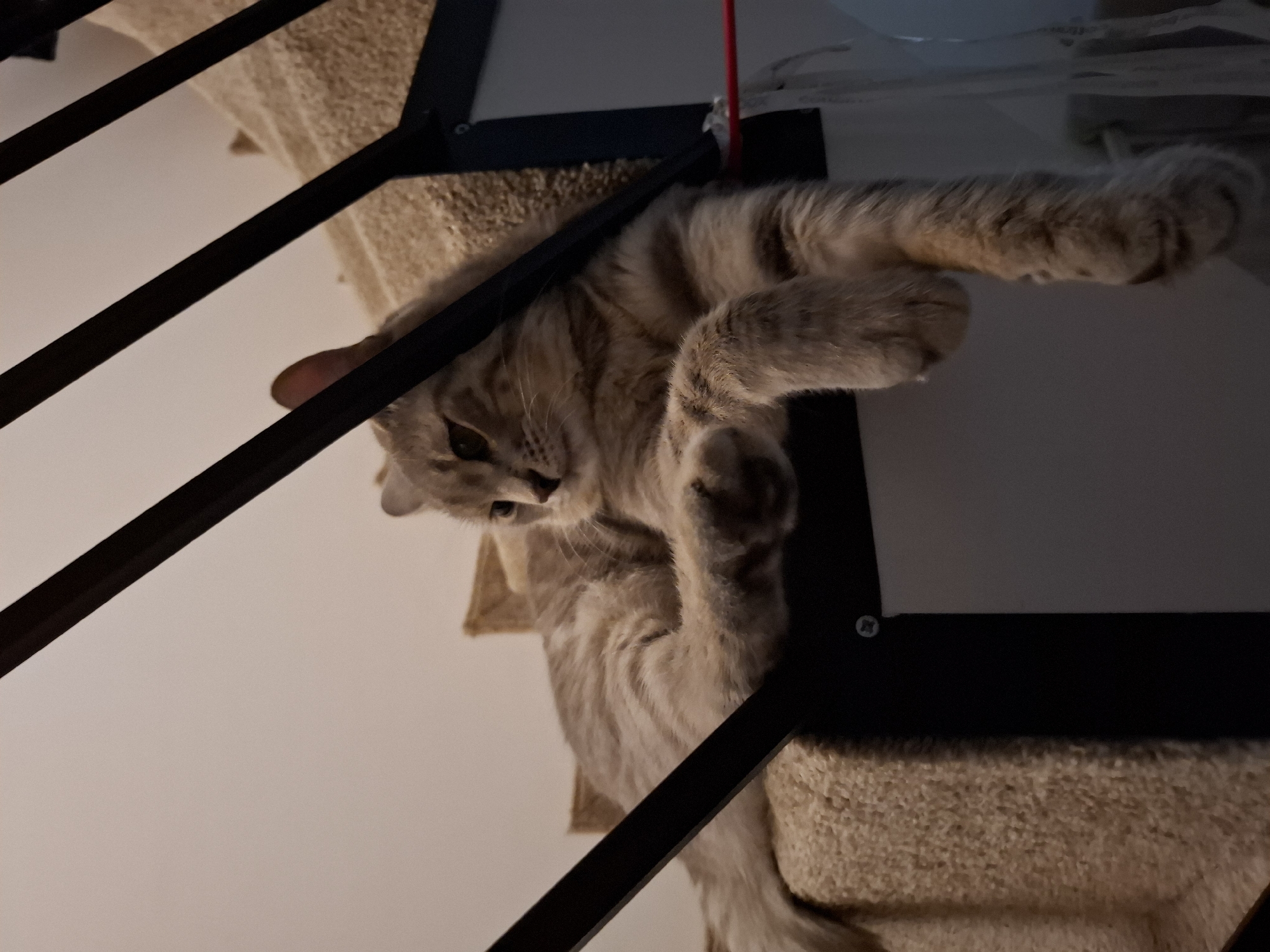 The image shows a tabby cat lounging on a multi-level cat tree. The cat is lying on its back, with its paws extended upwards and outwards. Its eyes are partially closed, and it appears relaxed. The cat tree has dark brown metal frames and beige carpeted surfaces. The background is a plain white wall. A thin red string is visible hanging from the top of the frame, possibly a toy. The lighting suggests it is indoors, possibly in the evening or a dimly lit room. The image is taken from a low angle, looking up at the cat. The overall scene conveys a sense of domestic comfort and leisure for the animal. There is no visible text in the image.