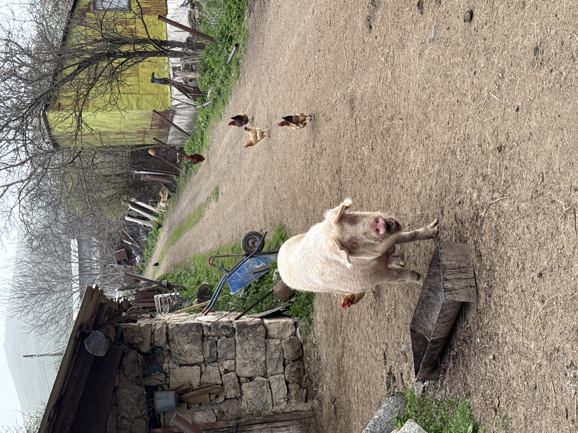The image depicts a rural scene in Karaberd, Armenia. A pig stands in the foreground near a metal feeding trough. Behind the pig is a stone building with a dilapidated roof. A blue wheelbarrow lies beside the building amidst overgrown vegetation. A dirt road stretches into the distance, lined with scattered debris and chickens. A rusted metal building is visible on the left. The sky appears overcast, and the overall setting suggests a poor, rural environment.