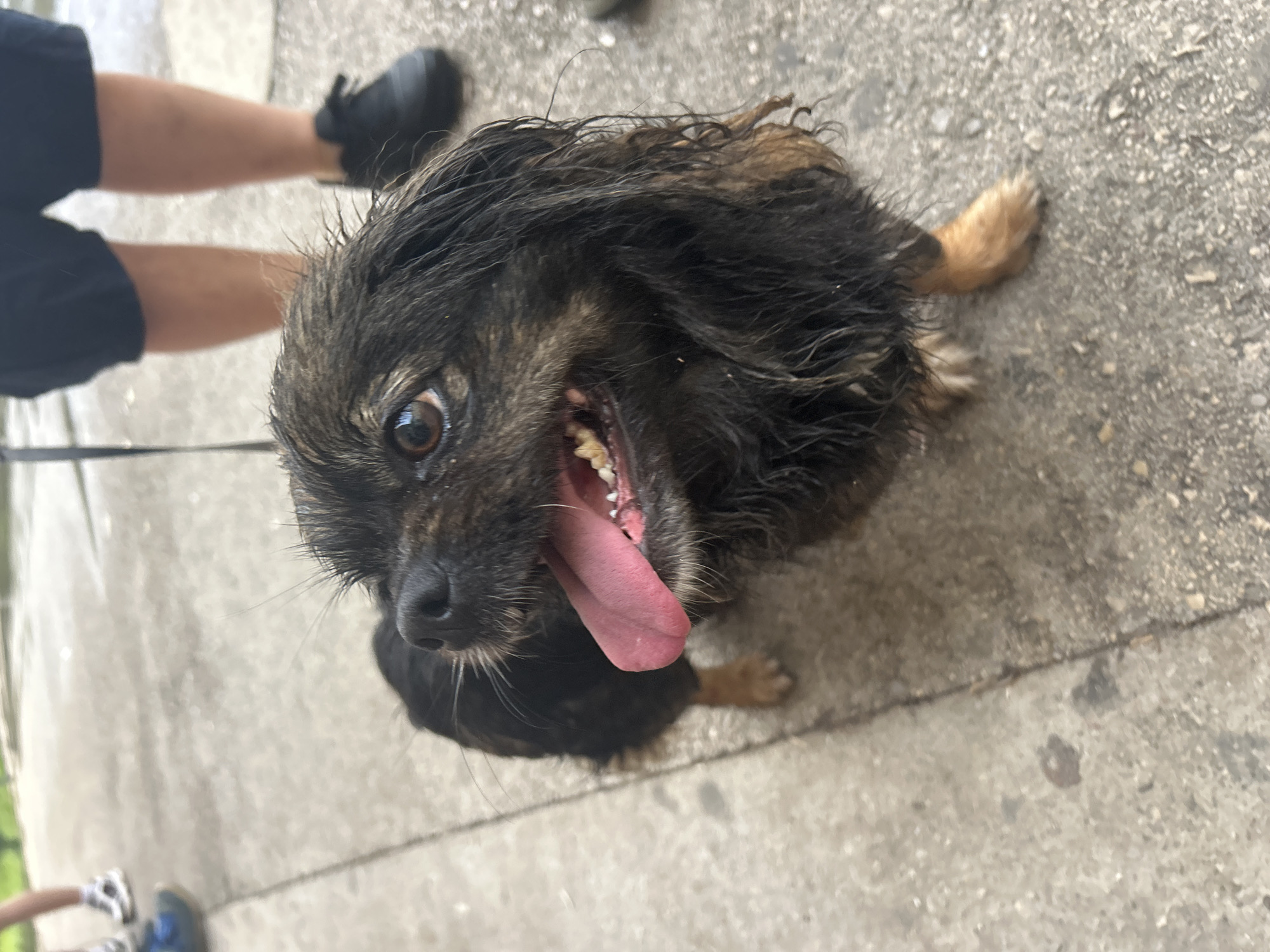 A lively, medium-sized dog is captured in a close-up, low-angle shot, looking directly at the camera outdoors in Troyan, Bulgaria. The dog has shaggy, dark brown and black fur, with lighter tan markings visible on its ears and muzzle. Its fur appears somewhat damp or disheveled. The dog's mouth is wide open, tongue fully extended and pink, revealing its teeth, indicating it is panting from excitement, activity, or possibly heat. Its large, dark eyes are bright and focused.
The dog is positioned on a paved surface, likely concrete or asphalt, suggesting a street, sidewalk, or path. Bright natural light illuminates the scene, indicating it is daytime. In the upper left portion of the frame, the lower legs and feet of a person are visible, wearing dark shorts and black shoes, with a dark leash extending from the dog towards them. Another pair of human legs and feet, clad in lighter attire and blue and white shoes, are partially visible in the lower left, confirming the presence of at least two people. The dog's tail and hind paws are visible to the right. The scene conveys a cheerful outdoor interaction between the dog and its human companions. No visible text is present in the image.