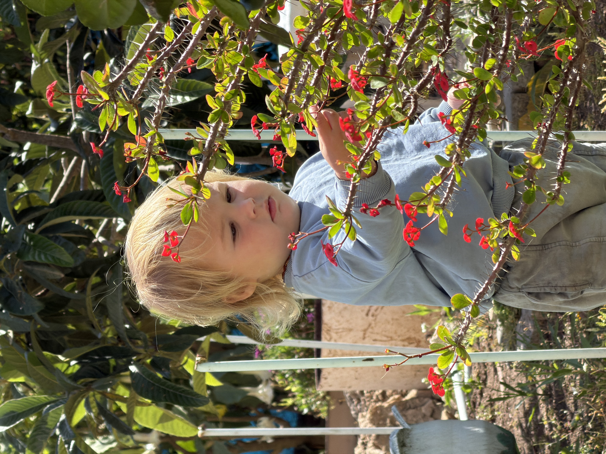 A young child with blond hair is partially visible among the thorny branches of a plant with small red flowers. The child wears a light blue top and grayish pants. The location appears to be outdoors, possibly a garden in Kiryat Bialik, Israel, based on the context. The child's hand seems to be reaching towards the flowers. The branches obscure a full view of the child, but the scene implies an interaction between the child and the plant life.