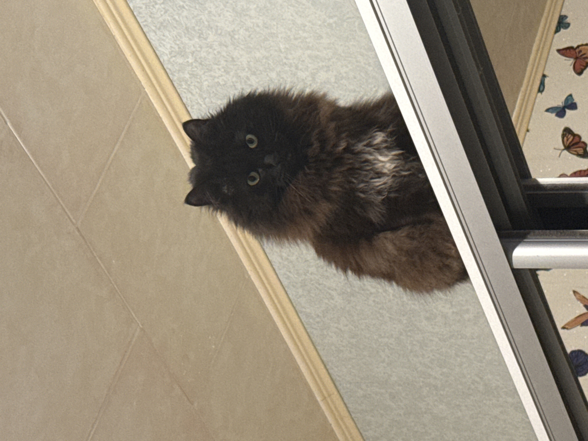 A dark, long-haired cat with green eyes is positioned diagonally in the frame, appearing to be on a textured surface (possibly carpet) with a tan trim adjacent to a tiled surface. Adjacent to the carpet and the cat, a window frame with multiple panes and a butterfly-themed design is present. The scene appears indoors, although the location within St. Petersburg, Russia, is not evident from the given visual information.